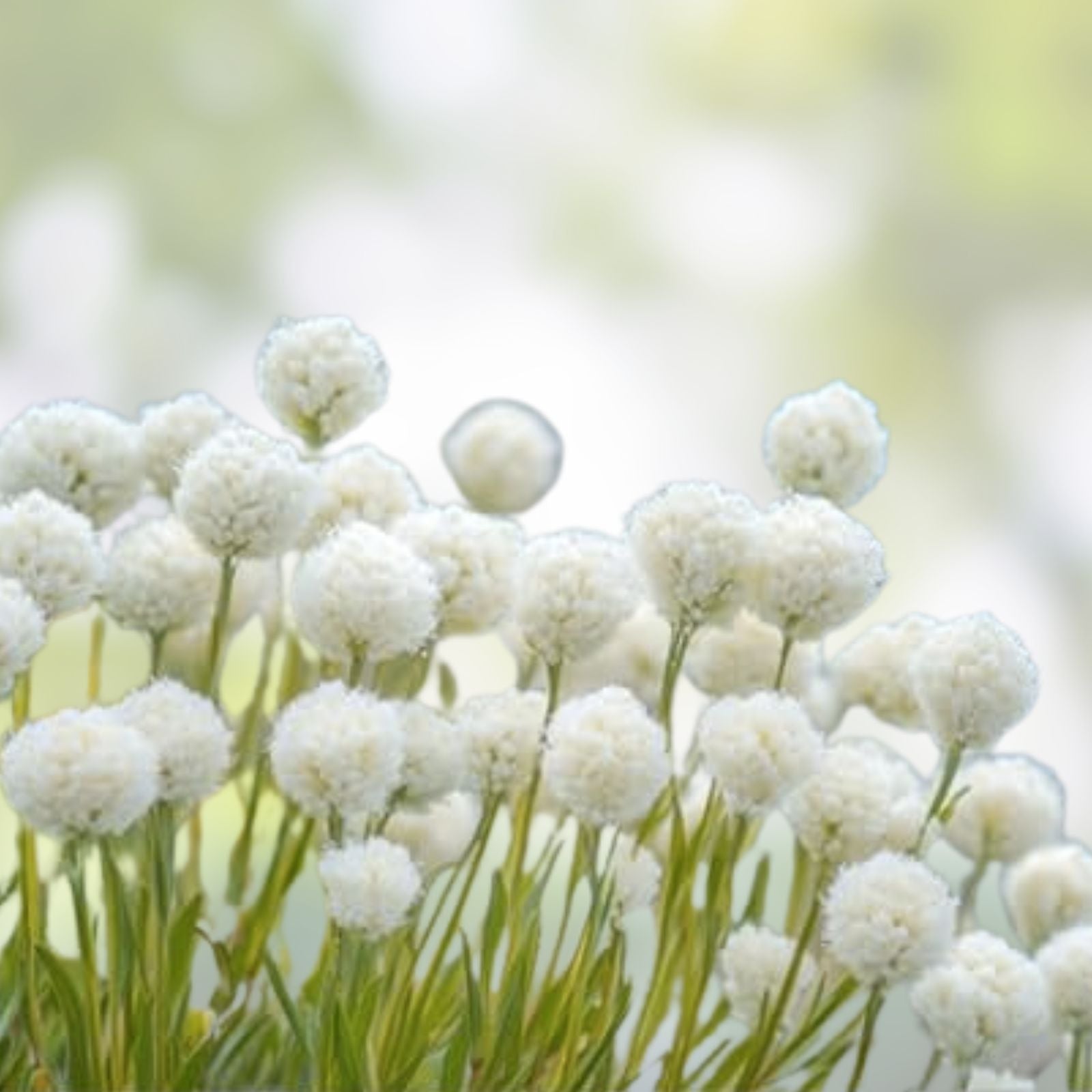 Prairie Pussytoes Seeds 100 Pack - Antennaria neglecta Native Wildflower for Pollinator Gardens