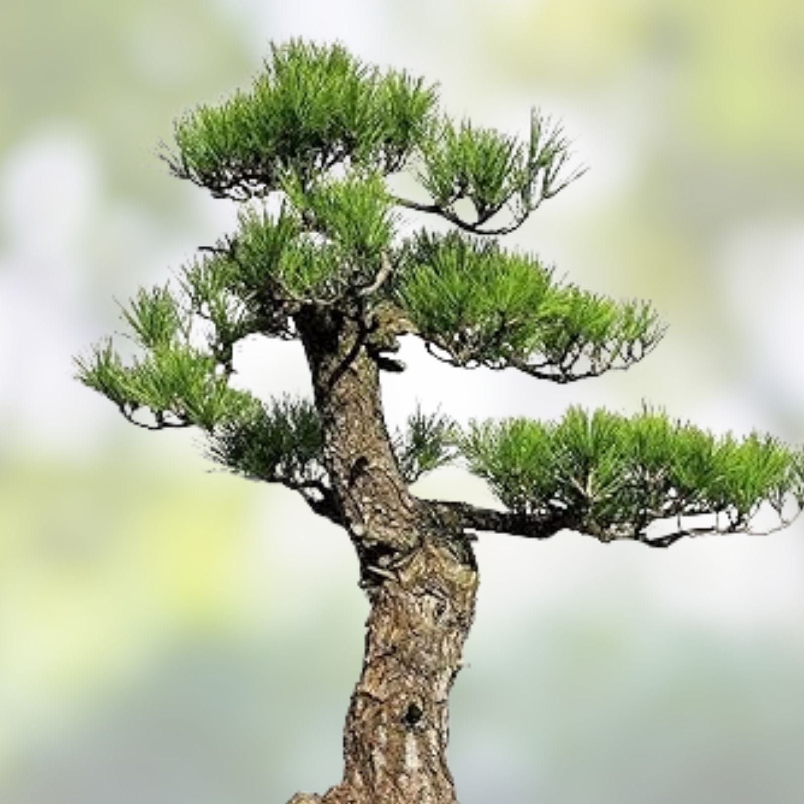 Bonsai Tree Seeds 5 Varieties Non-GMO Heirloom Starter Seeds for Gardening, Indoor & Outdoor Planting