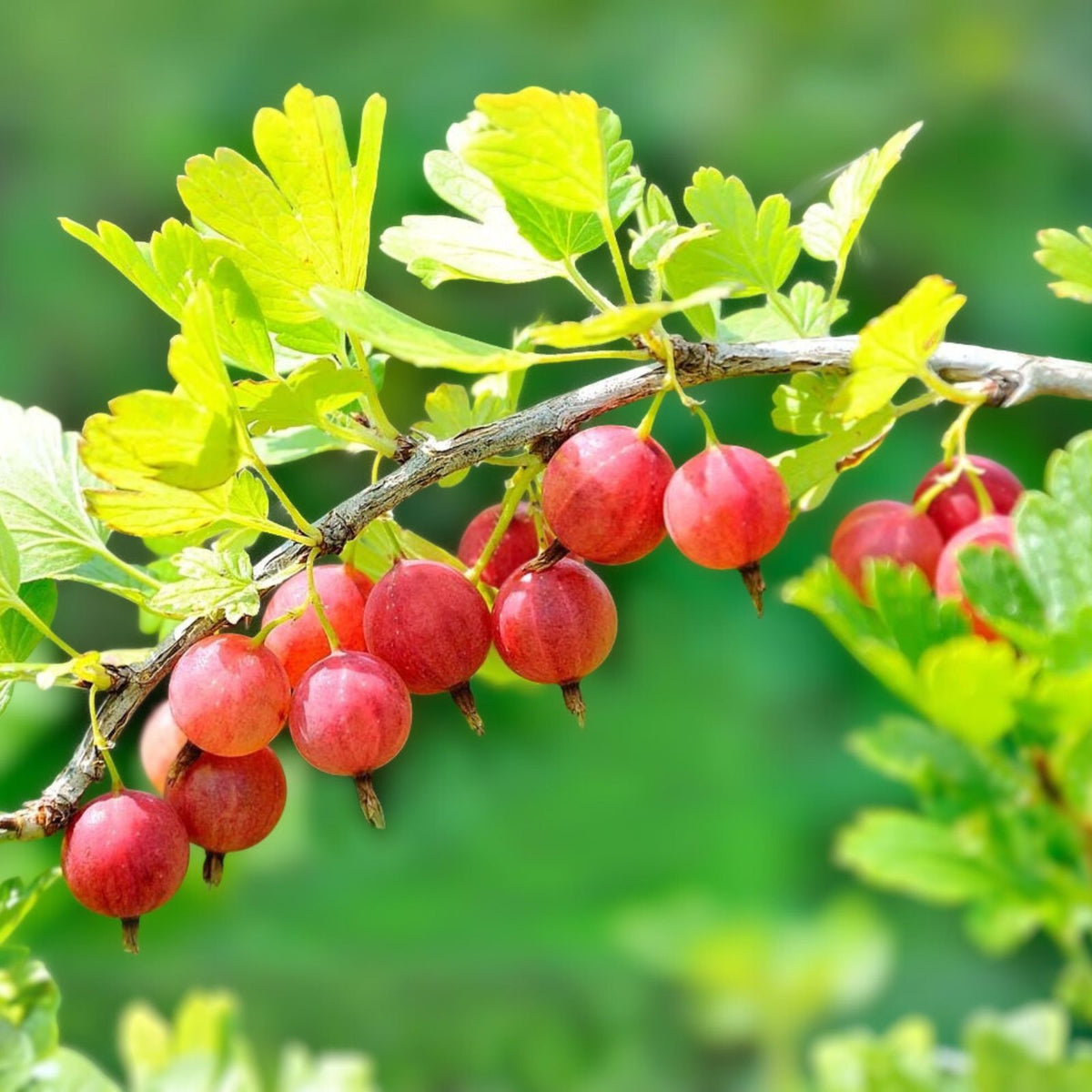 Pixwell Gooseberry Plant - 2-Year-Old - Light Green to Pink Berries - Ribes uva-crispa - Zones 3-8 - Ideal for Pies and Preserves