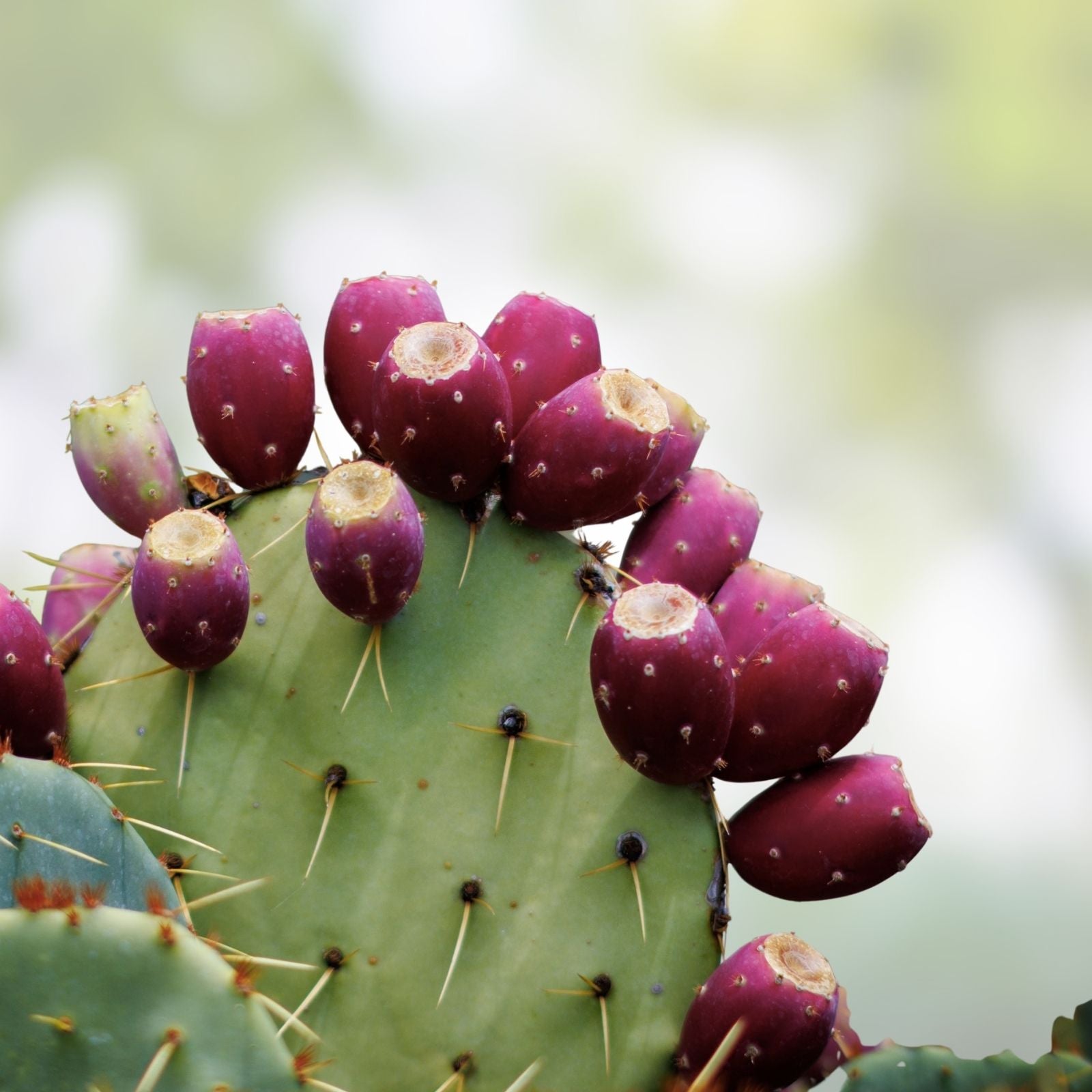 Coastal Prickly Pear Cactus Pad Cutting - Opuntia Littoralis - Los Angeles CA Succulent Plant - Desert Cactus Propagation