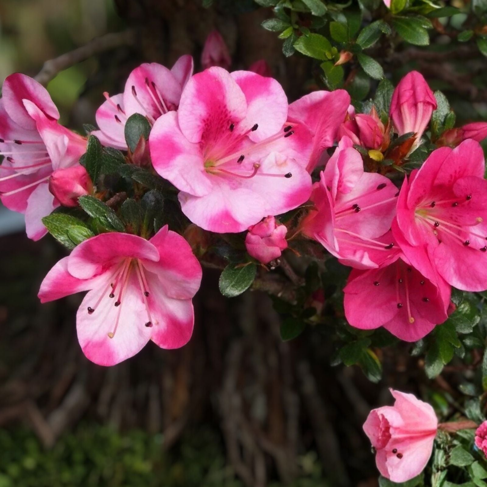 Azalea Starter Plant - Orchid Pink Triple Blooms - Rhododendron Deciduous - Garden Flowering Shrub