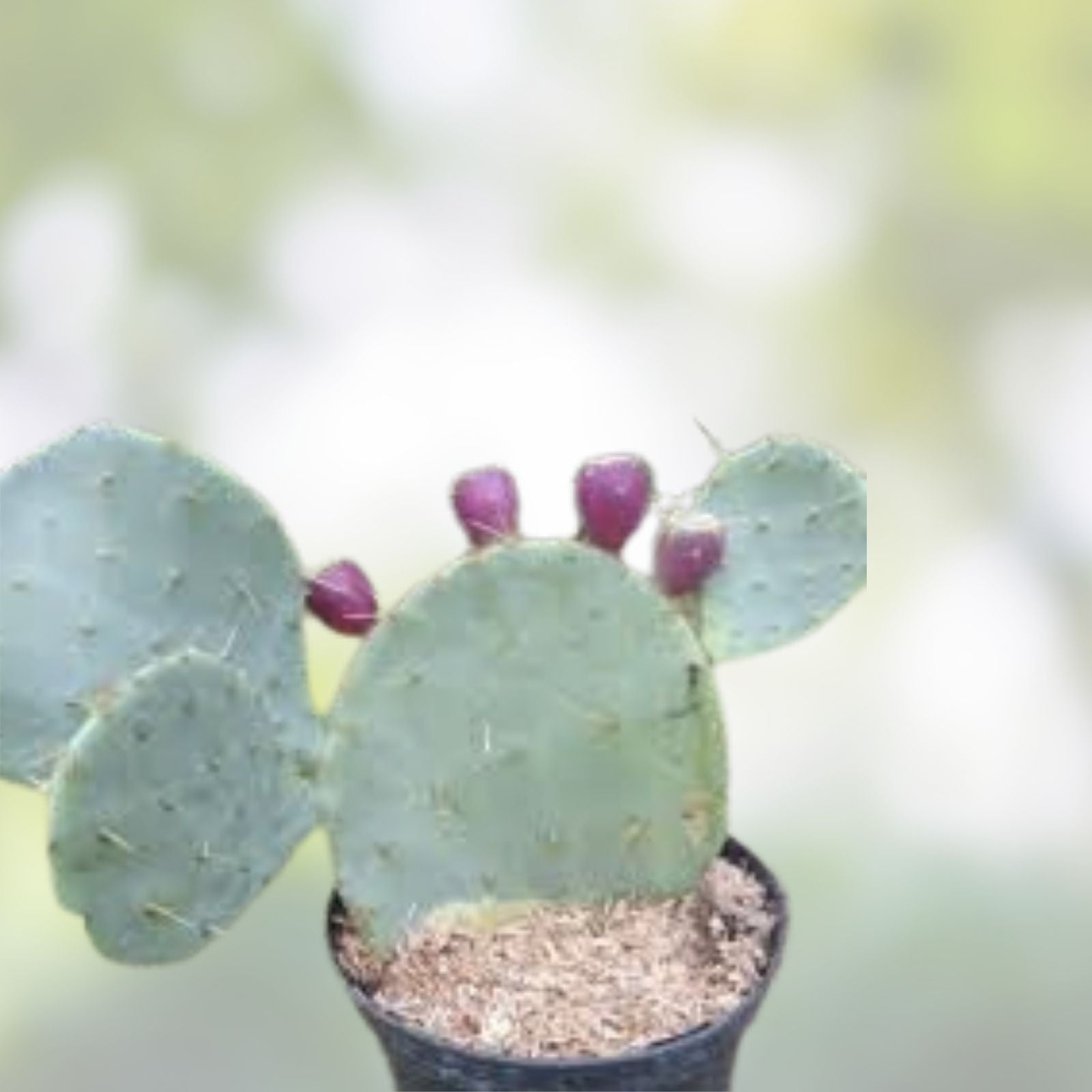 Opuntia Engelmannii var Lindheimeri Cristata Cactus Cutting, Unique Hardy Succulent Plant, 7x5 Inches