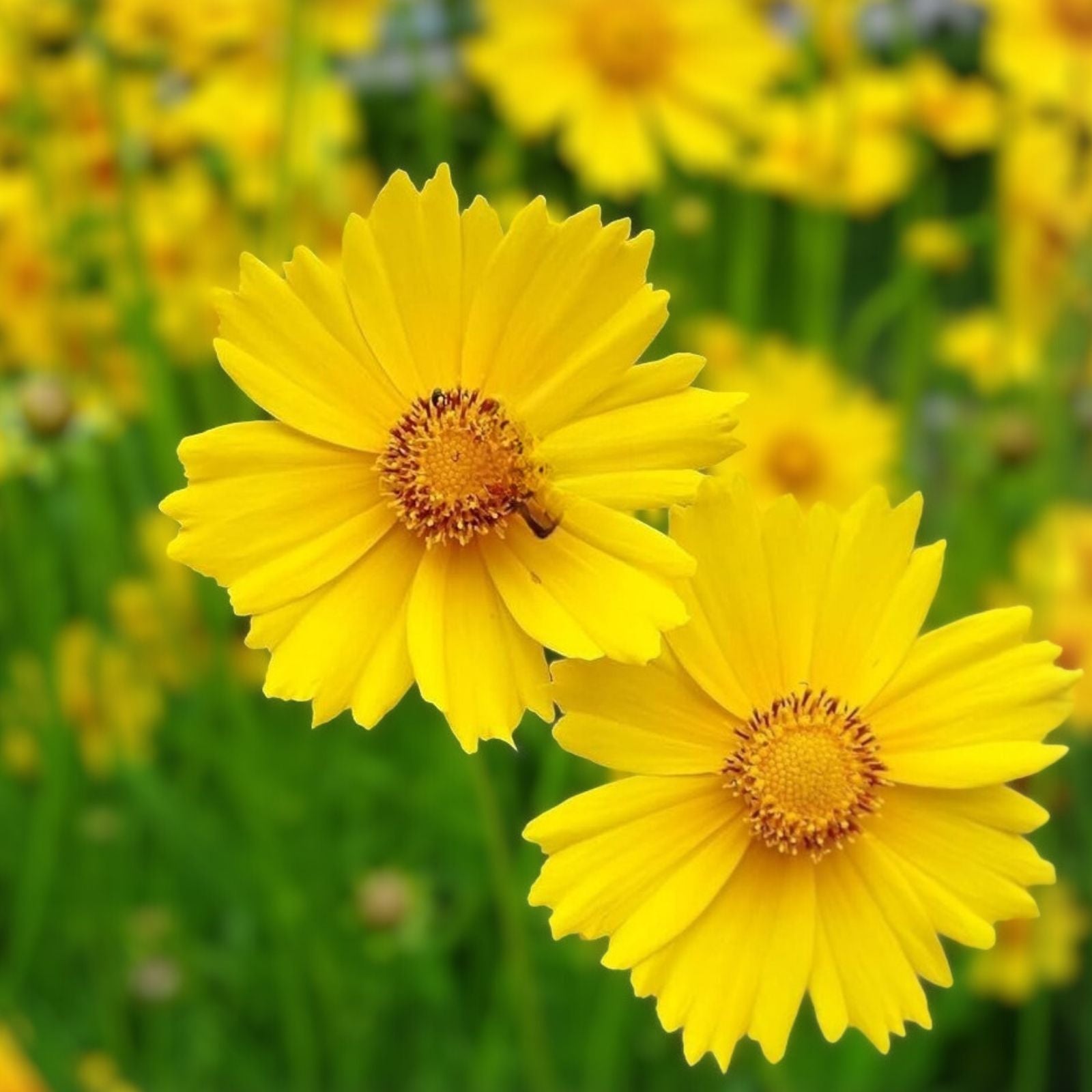 Coreopsis Seeds 100 Count Lanceleaf Flower Golden Yellow Blooms Coreopsis lanceolata