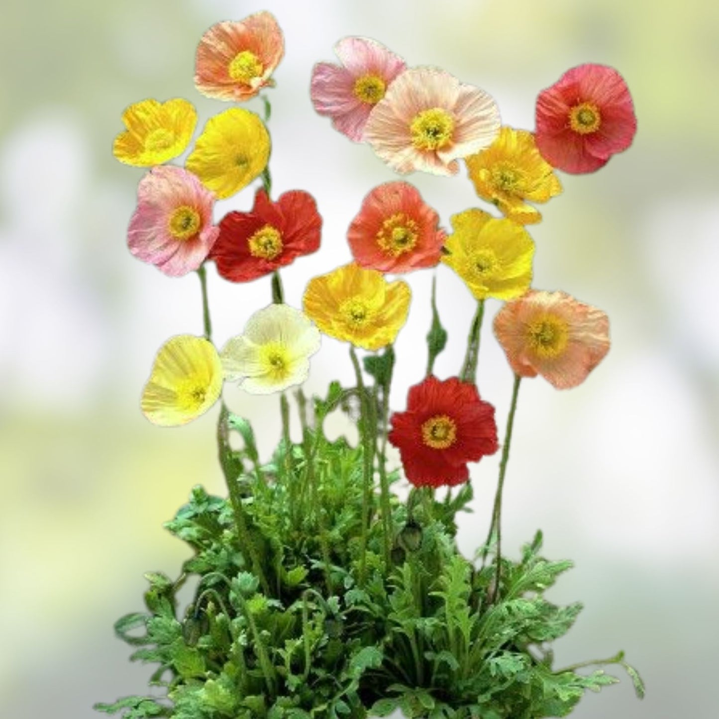 Poppy Flower Seeds 50 Count Ballerina Mix Papaver rhoeas Garden Flower Seeds for Planting, Wildflower, Ornamental