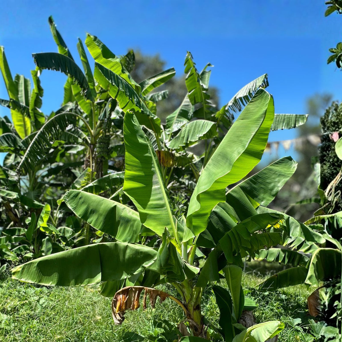 Dwarf Cavendish Banana Plant - 3 Double-Headed - Musa acuminata - Bare Root Starter - Fast Growing, Heat Tolerant