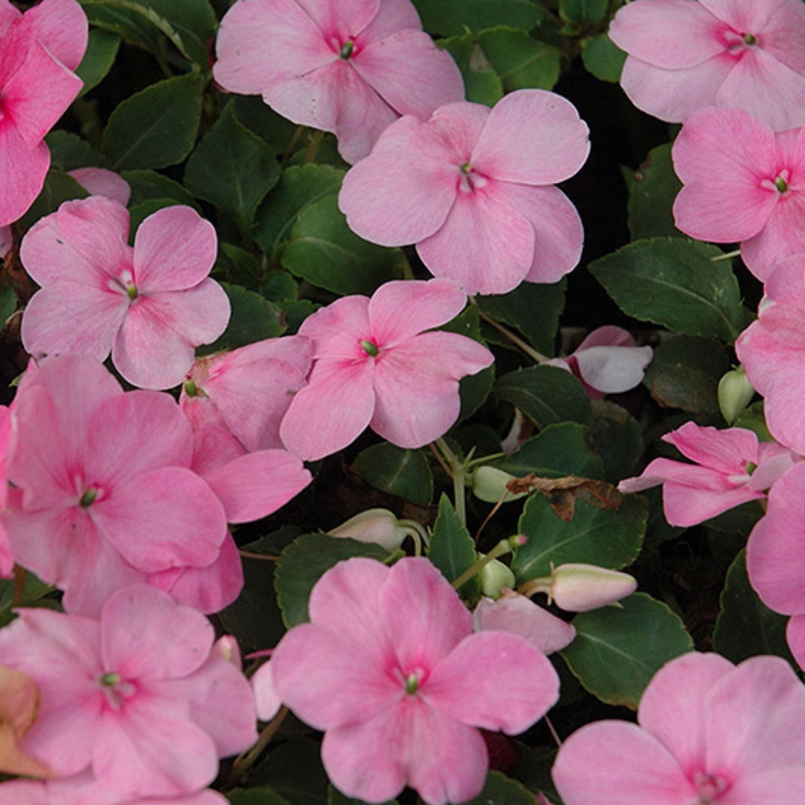 Impatiens Seeds 100-Pack Super Elfin XP Rose Walleriana Flowering Plant Seeds for Garden, Patio, and Container Growth