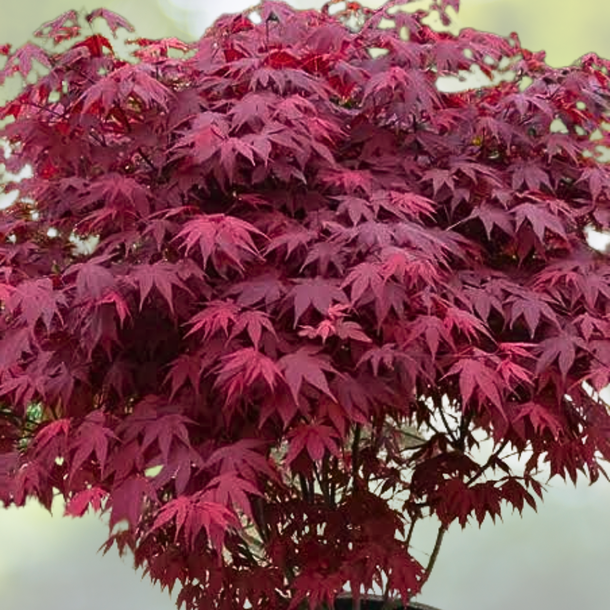 25pcs Red Japanese Maple Seeds, Acer palmatum Atropurpureum, Purple Leaf Tree Seeds for Garden and Landscape