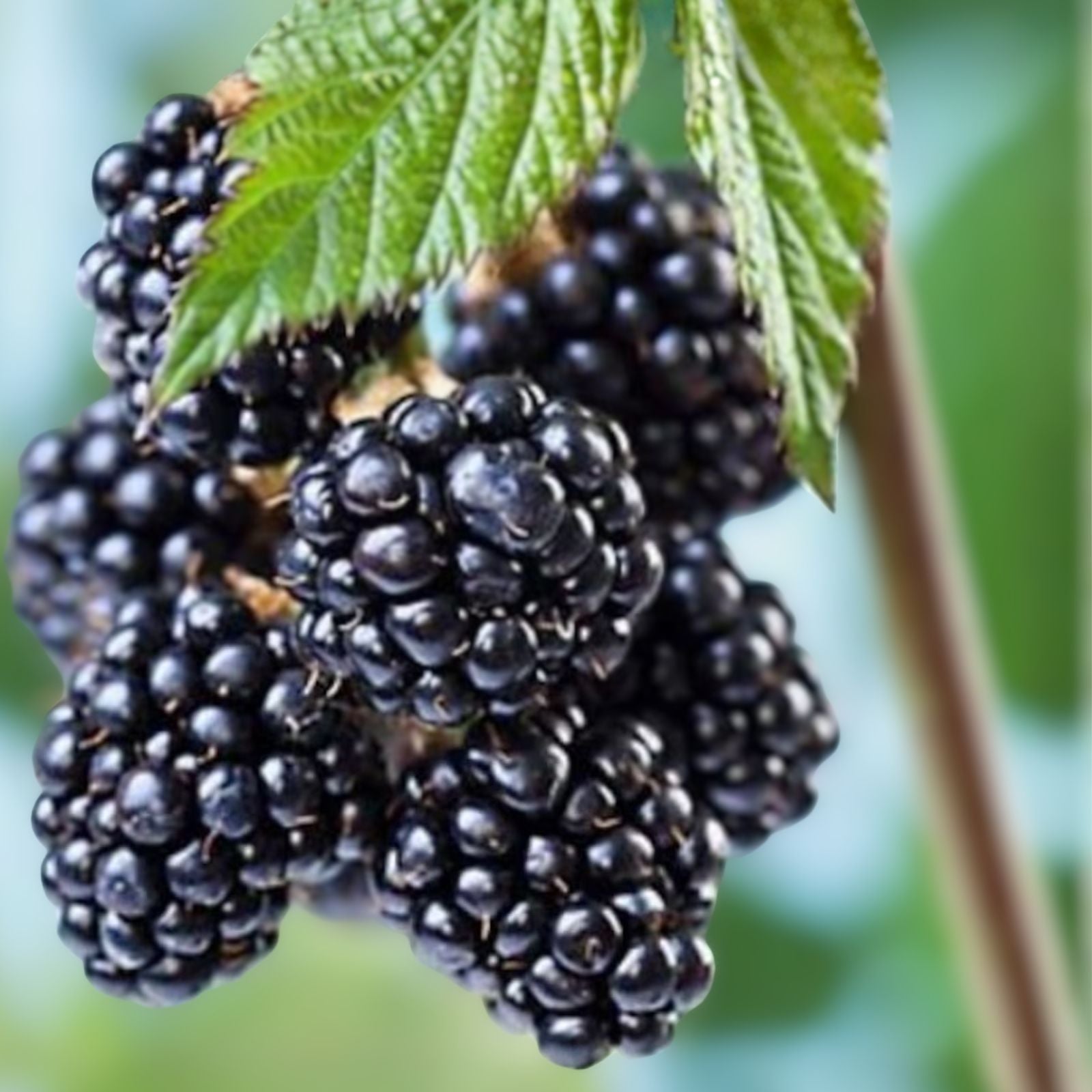 Blackberry Plant Starter - Sweetie Pie - Bare Root, Non-GMO Fruiting Shrub - Rubus Fruit for Home Garden
