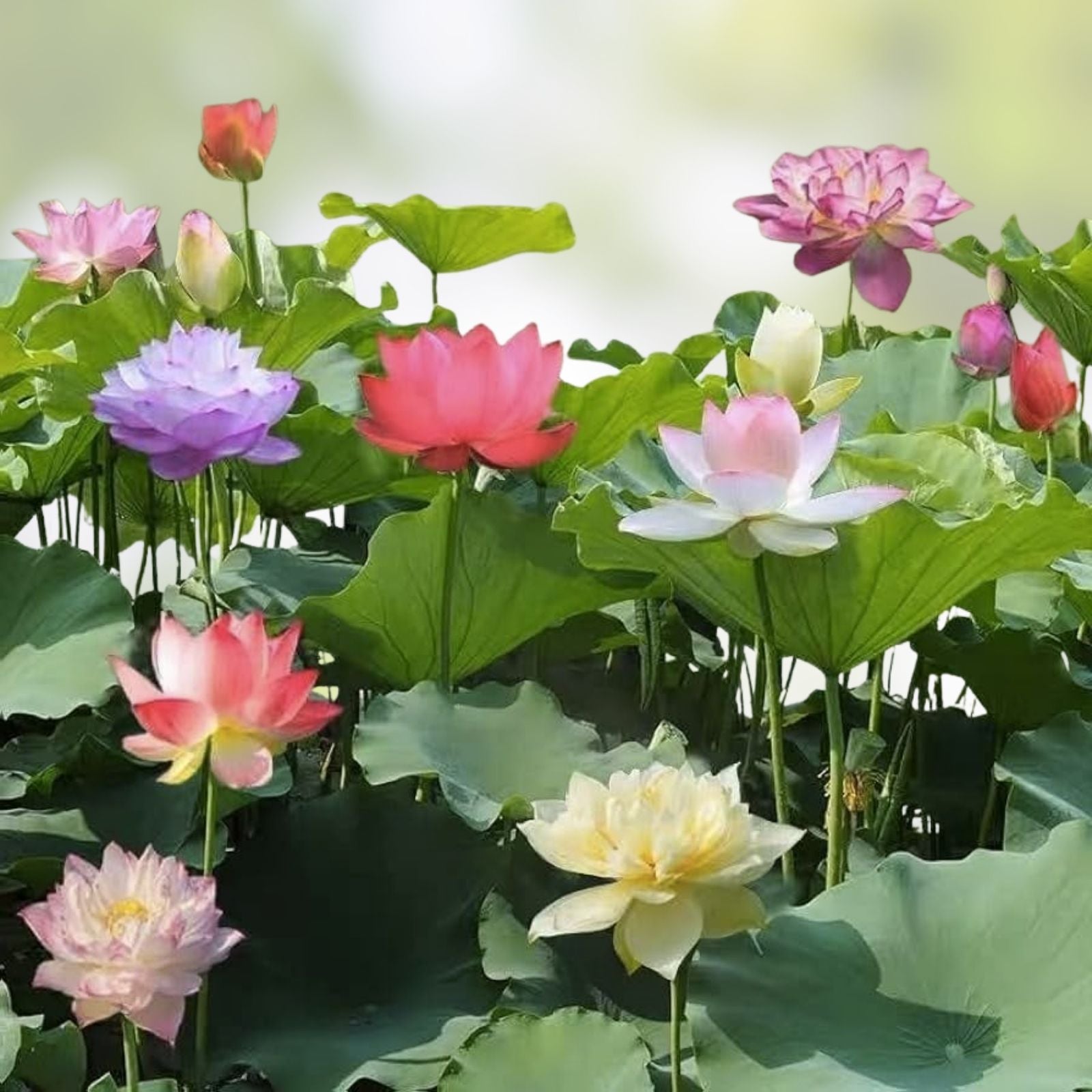 Bonsai Water Lily Seeds - 10 Seeds - Flowering Water Plant with Lily Pad - Nymphaea spp.