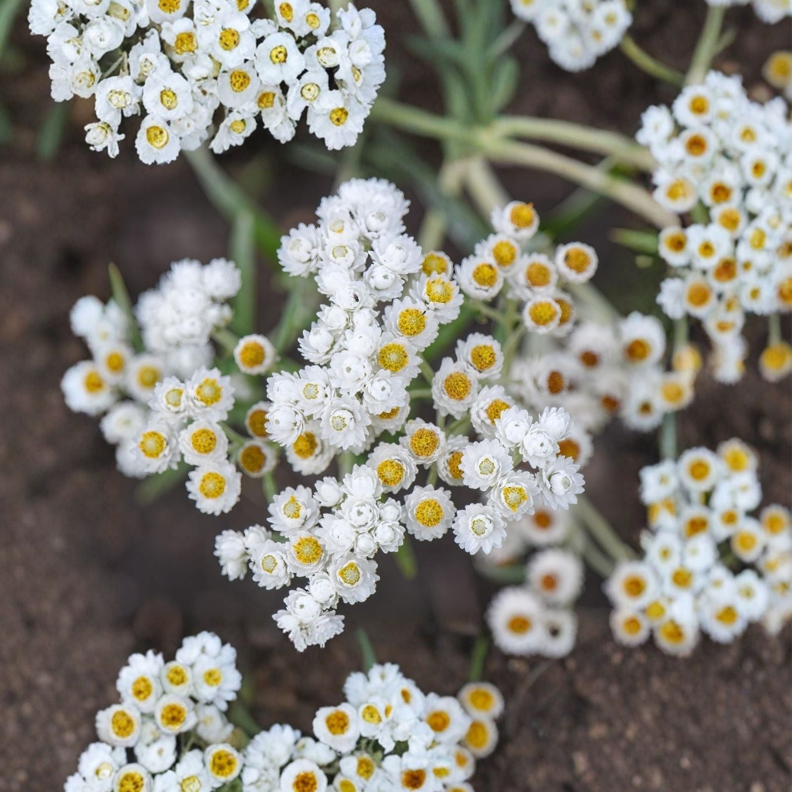 Pearly Everlasting Wildflower Seeds 40 Count - Anaphalis Margaritacea - Drought Tolerant Perennial Garden Plant