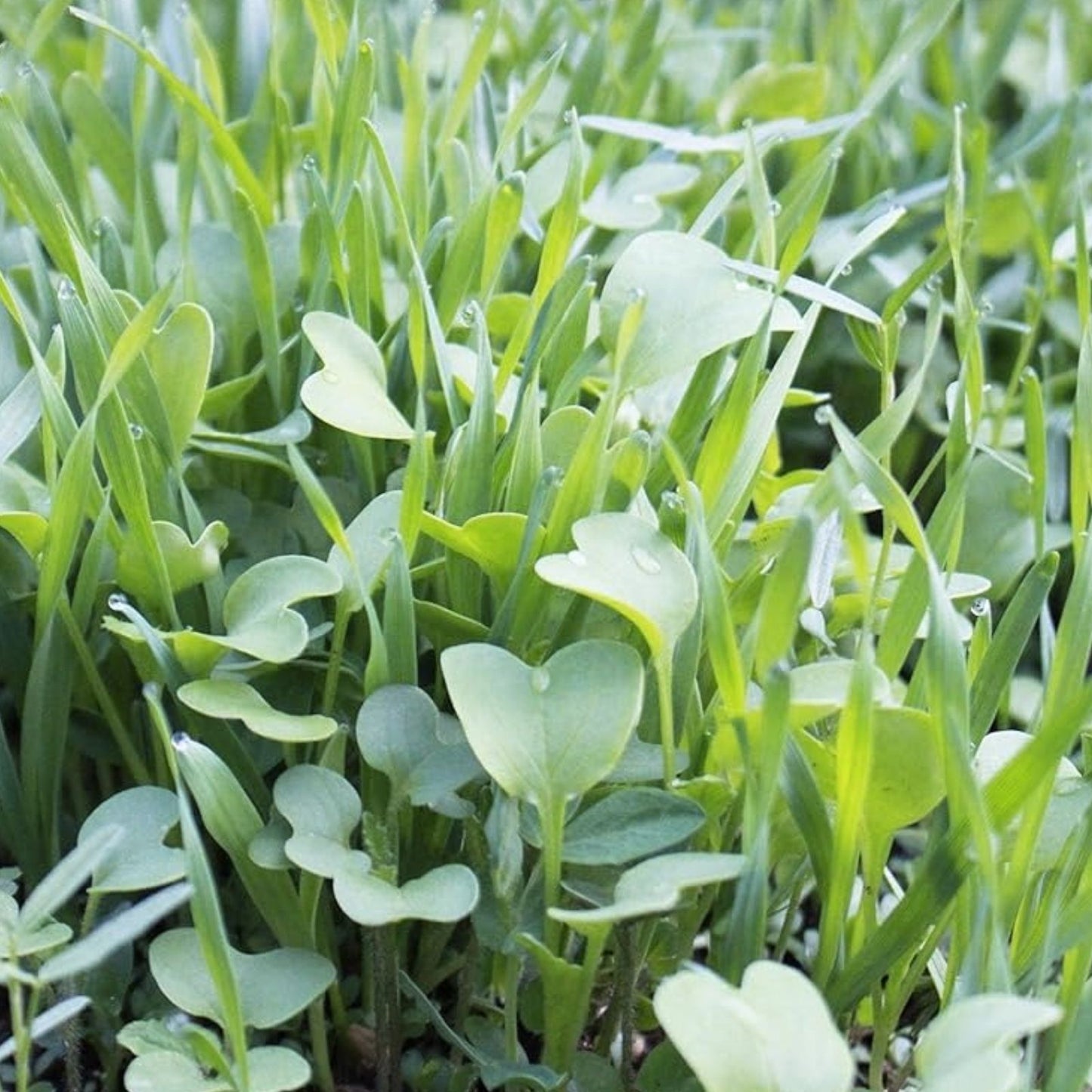 No-Till Garden Cover Crop Seeds Organic Mix for Soil Health Eco-Friendly Farm and Garden Use