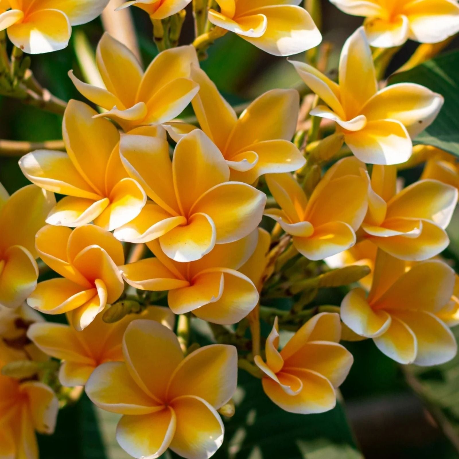 Plumeria Cutting - Triple Branched Yellow Variety - Live Plant for Gardens and Landscaping - Frangipani Propagation