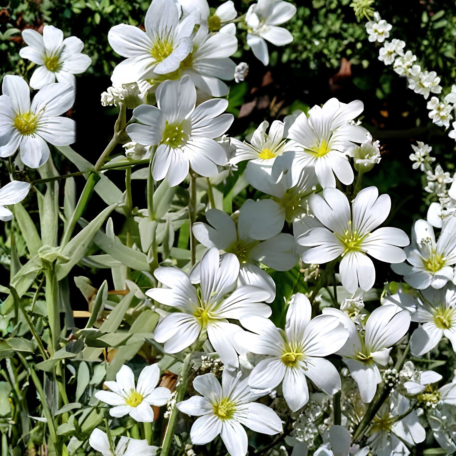 Snow in Summer Seeds 250+ Cerastium tomentosum Carpet of Snow Ground Cover Flower Live Plant Cutting Bare Root Starter Plant