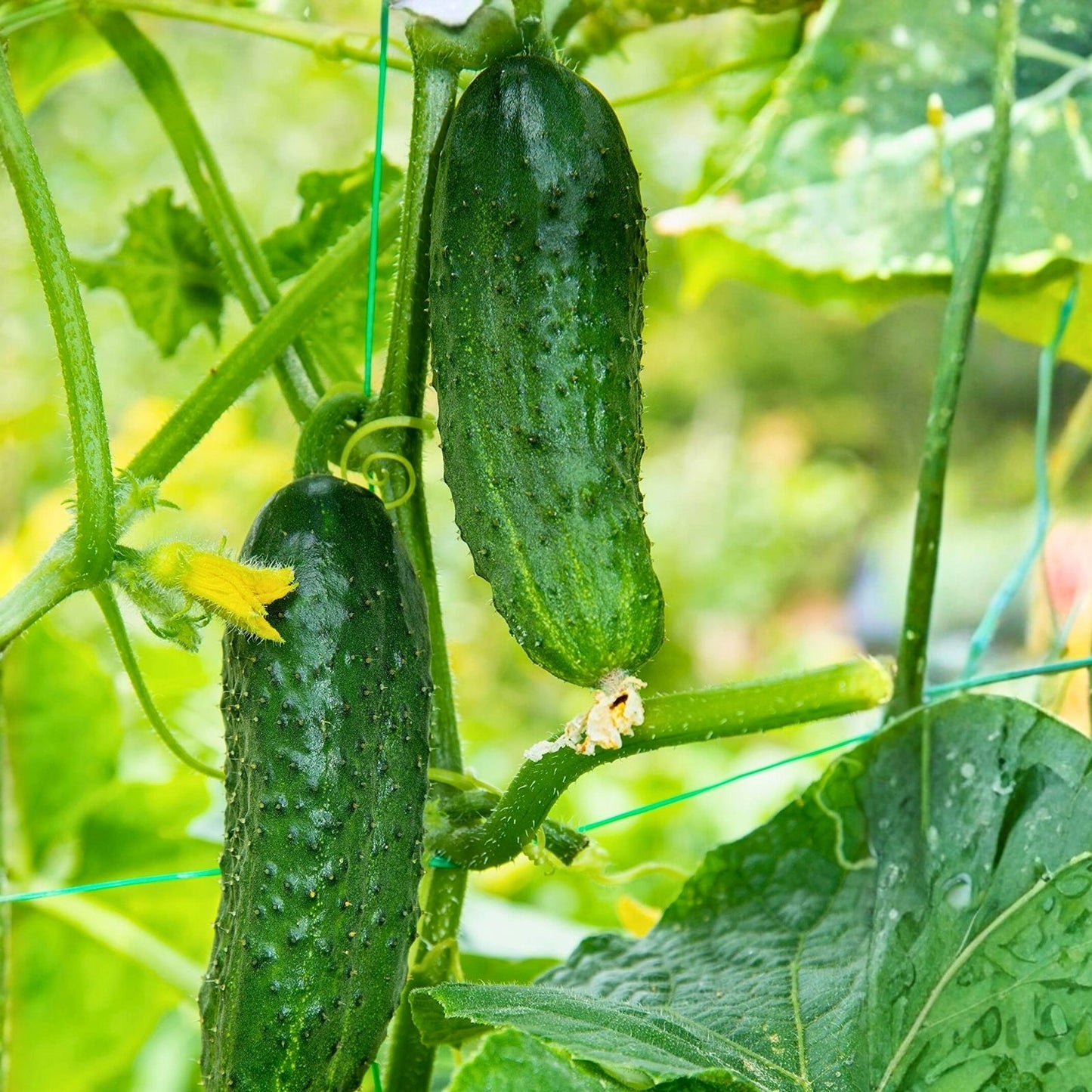 Heirloom Cucumber Seeds 100 Count – Non-GMO Marketer Variety Cucumis sativus Garden Vegetable Seeds for Home Gardening