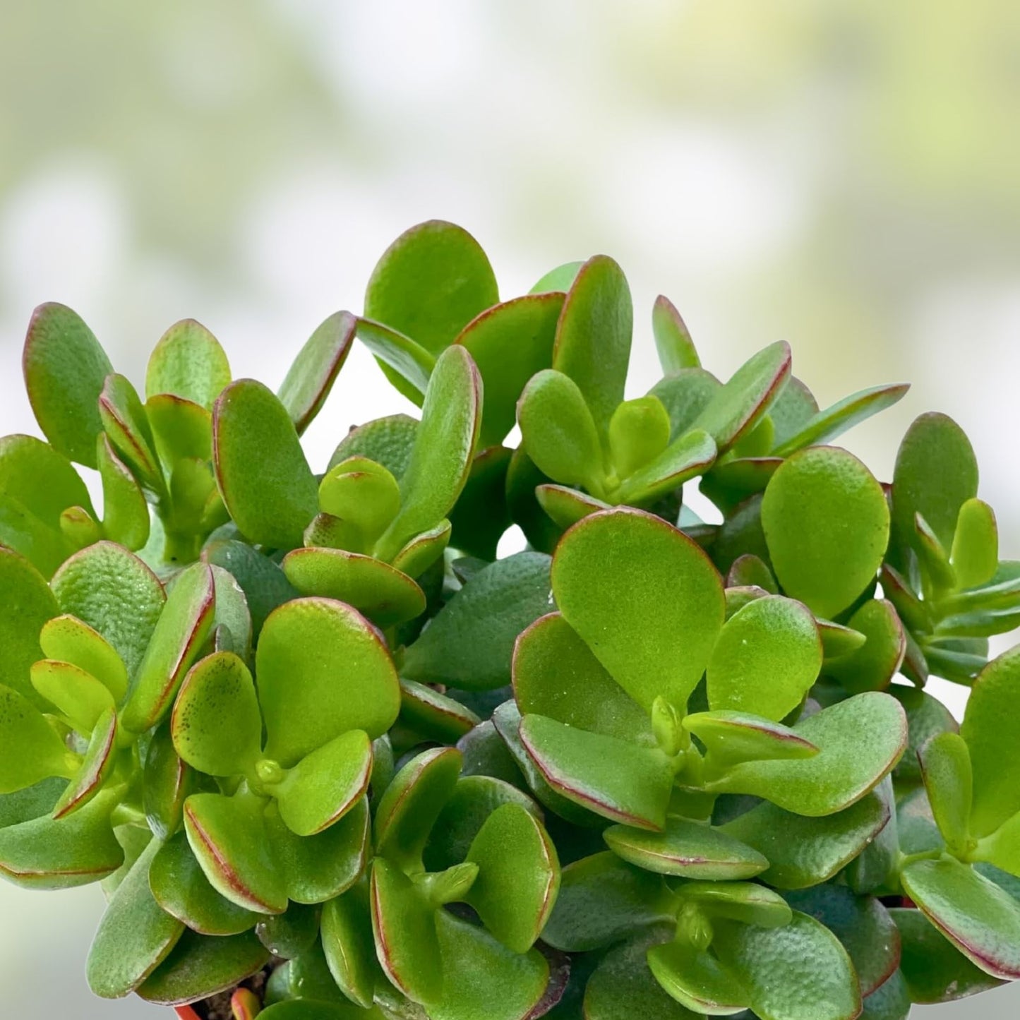 Live Jade Plant Cuttings 4-6 Inch, Succulent, Drought Resistant, Crassula ovata, Indoor Plant, Easy Care, Green Houseplant