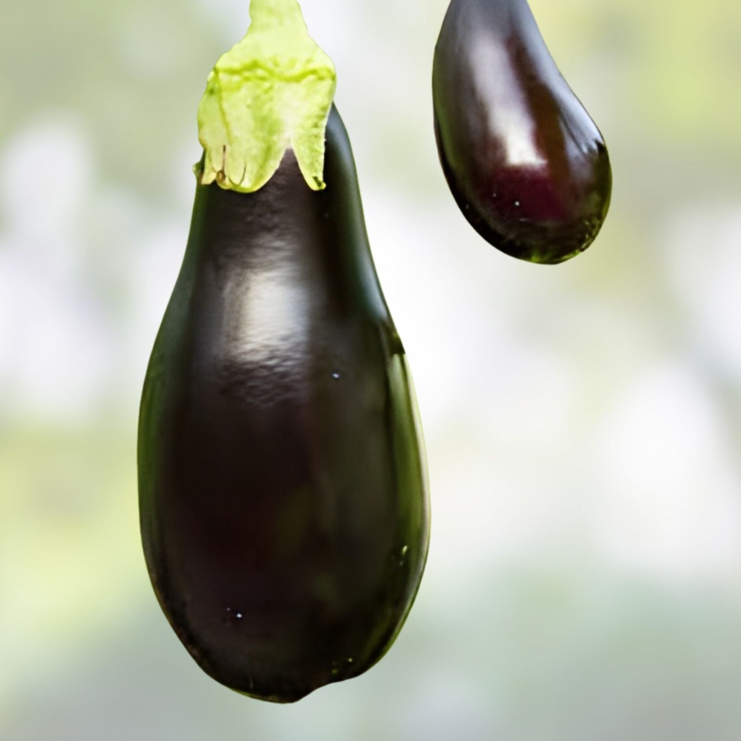 American Eggplant Seeds 20 Pack – All American Variety – Solanum melongena – Heirloom Vegetable Seeds for Gardening