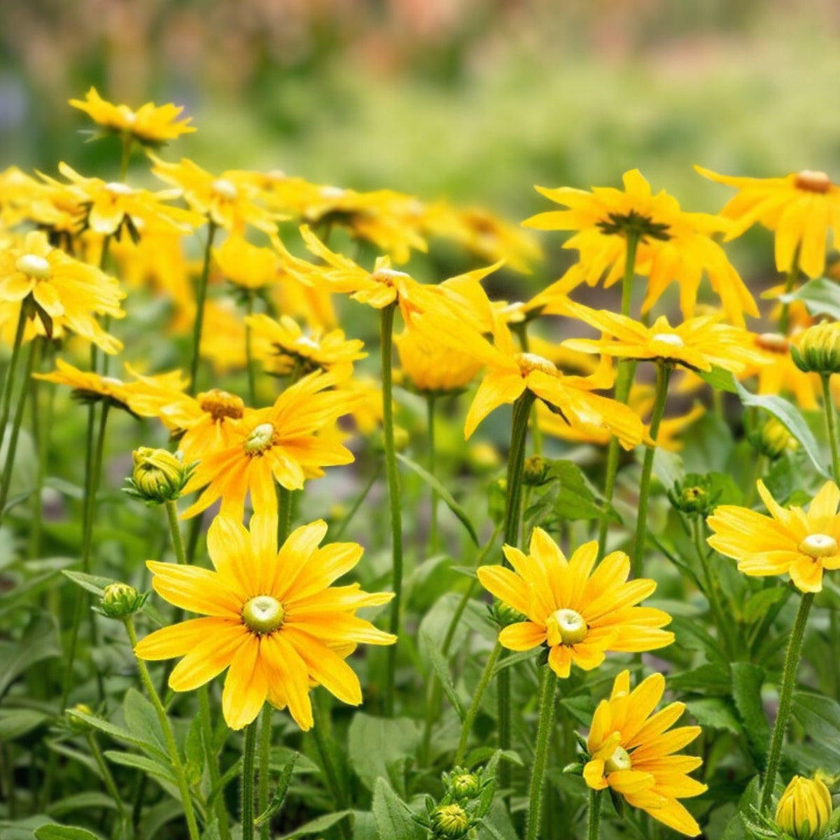 Cherokee Salmon Rudbeckia Seeds 125+ Annual Flower Seeds Rudbeckia hirta Garden Pollinator Plant