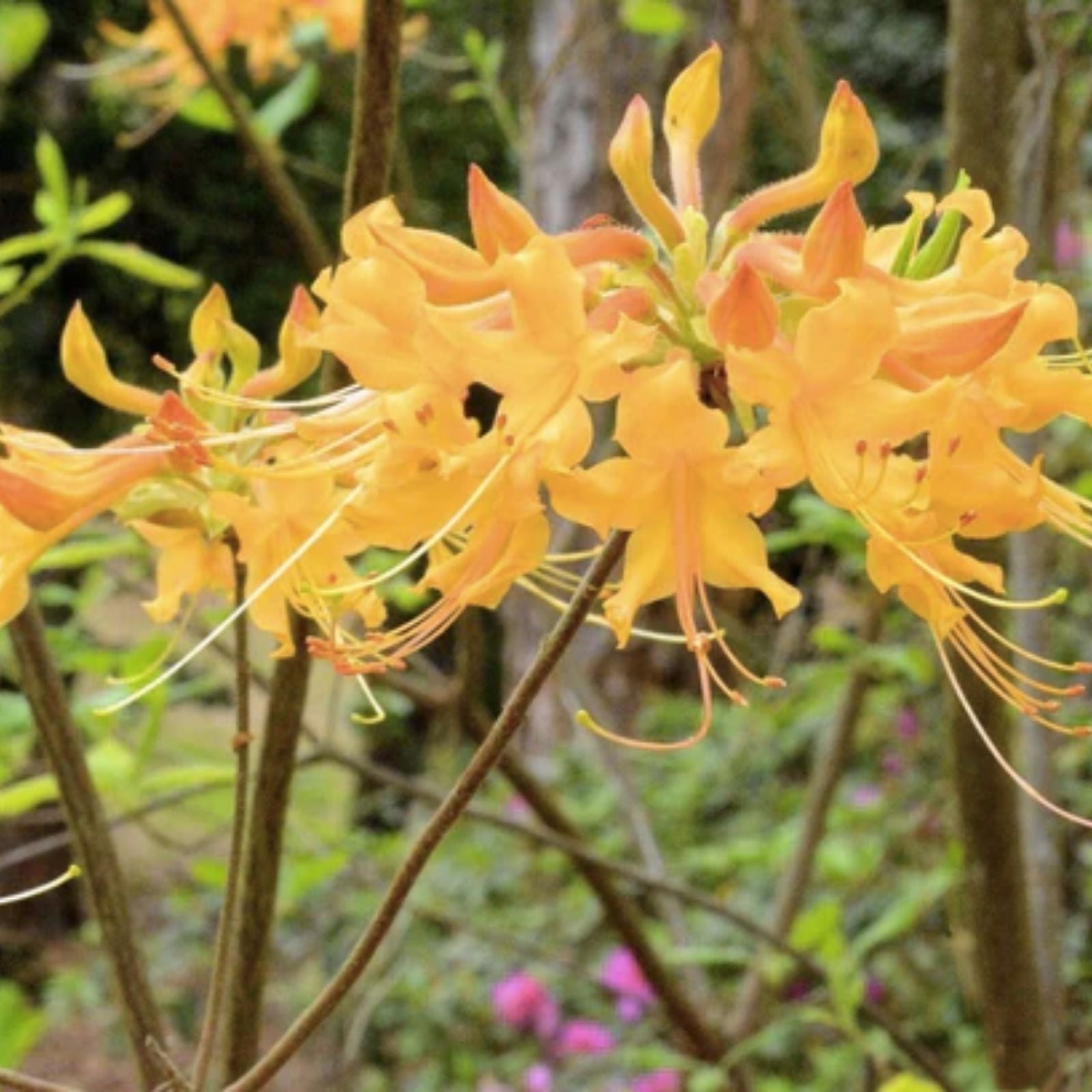 Aromi Azalea Starter Plant - Gold Strike Variety - Rhododendron Deciduous Dormant Small Plant