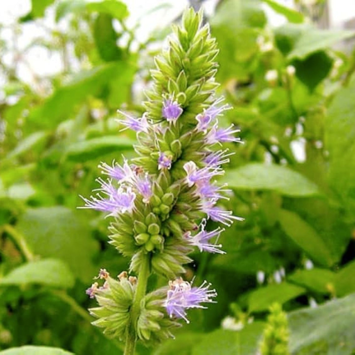 Patchouli Seeds Packet of 50 | Aromatic Herb Garden Planting | Pogostemon cablin | Fragrant Essential Oil Plant