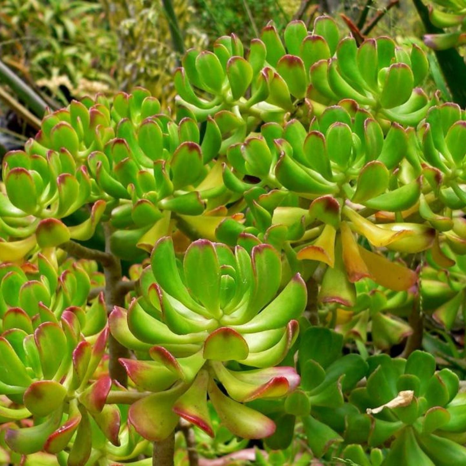 Set of 3 Fresh Succulent Cuttings Sedum Dendroideum Green 5-inch Plants, Easy Care Indoor Garden