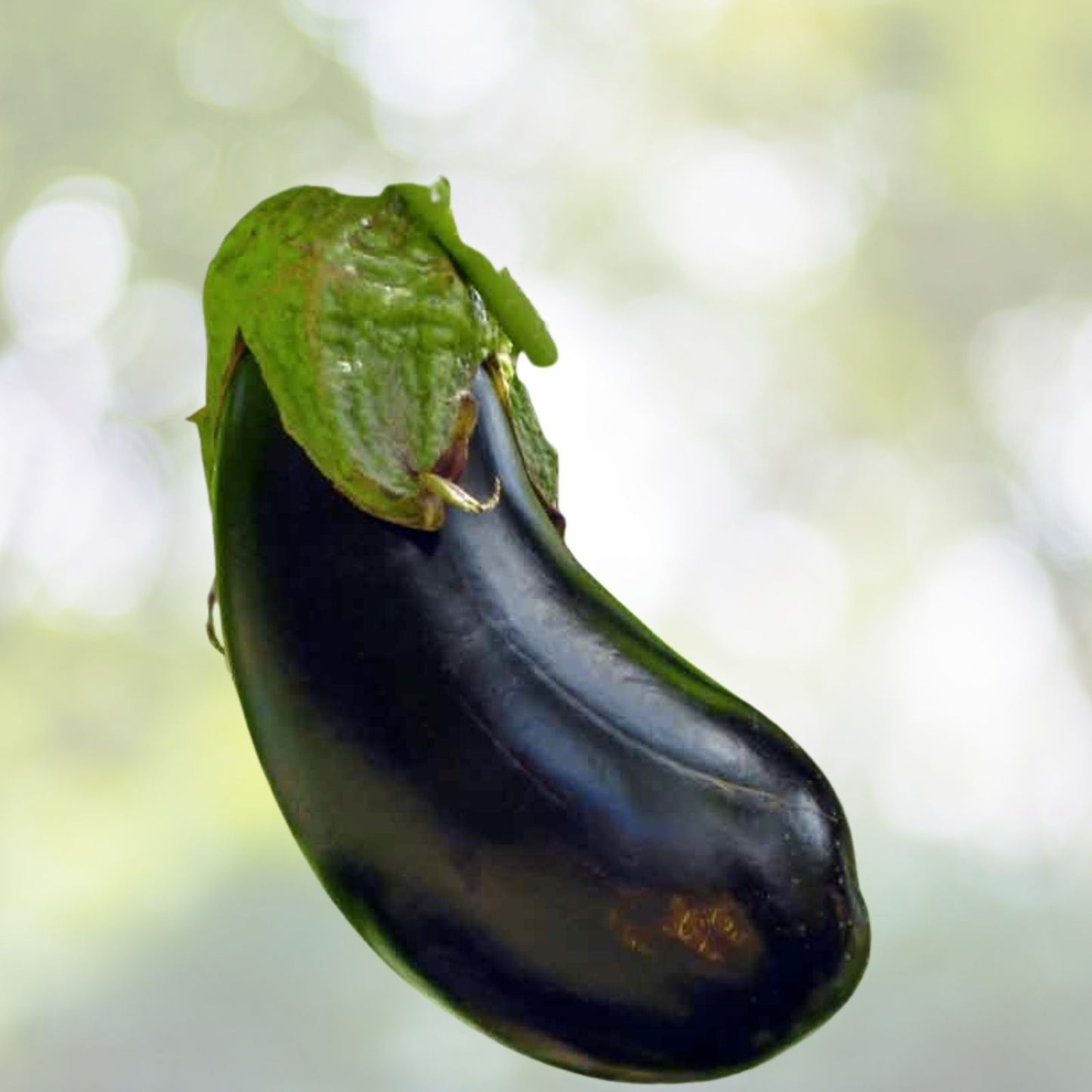 Round Black Eggplant Seeds - 30+ High Yield Tasty Green Asian Vegetable - Solanum melongena - USA