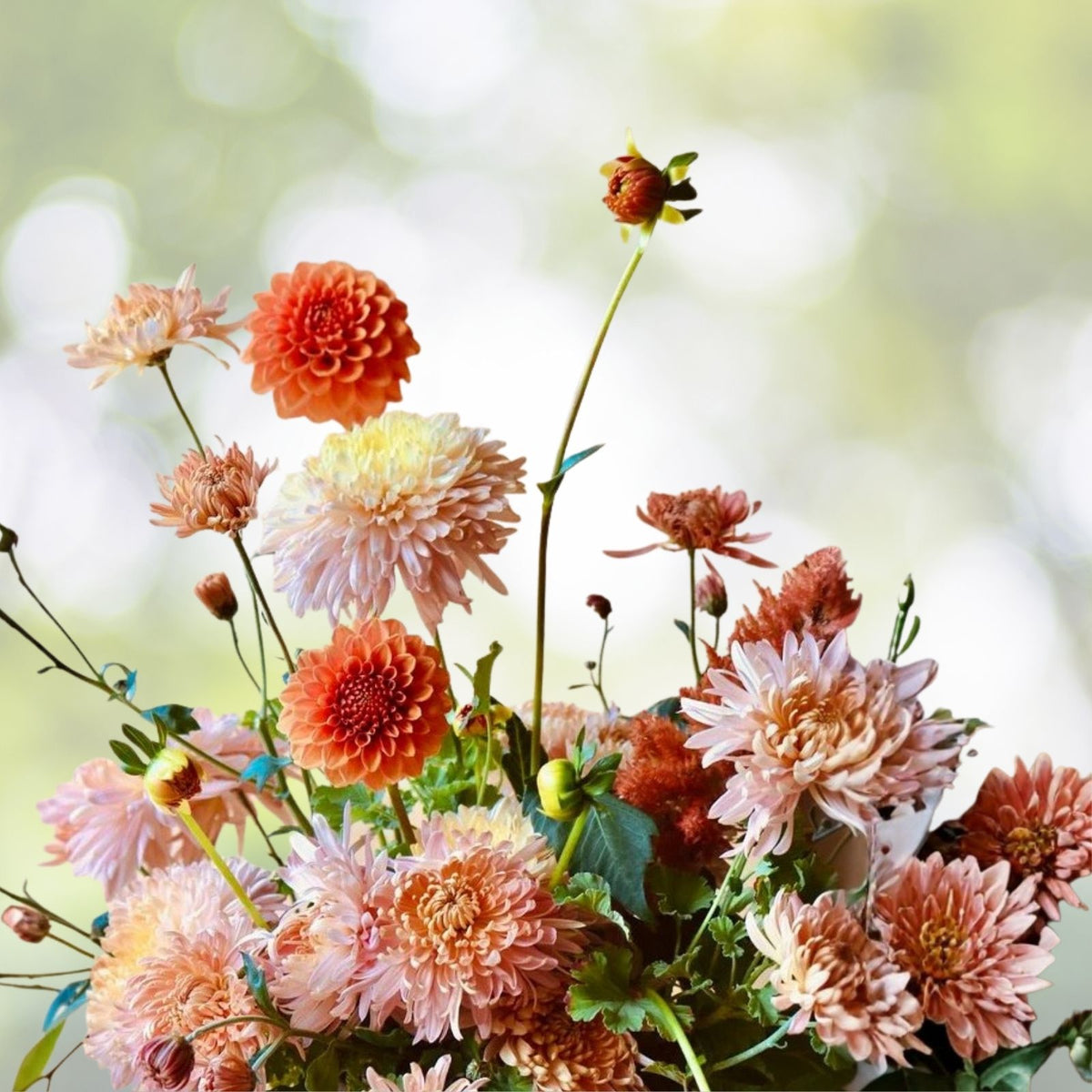 Chrysanthemum Seeds 200+ Blush Posy Mum Annual Flower Seeds Garden Planting Chrysanthemum indicum