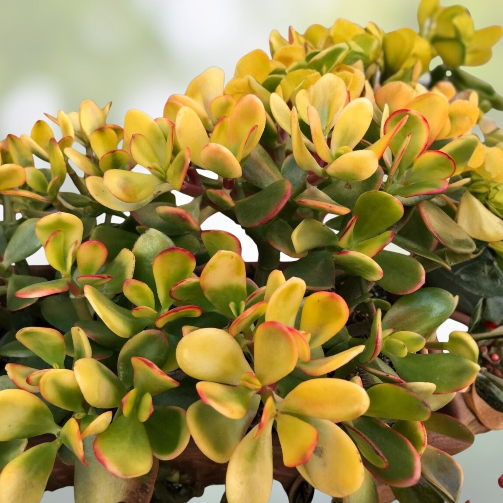 Golden Jade Plant Cuttings 5" Hummels Sunset Crassula Ovata Argentea 2 Pack Succulent Plant Propagation