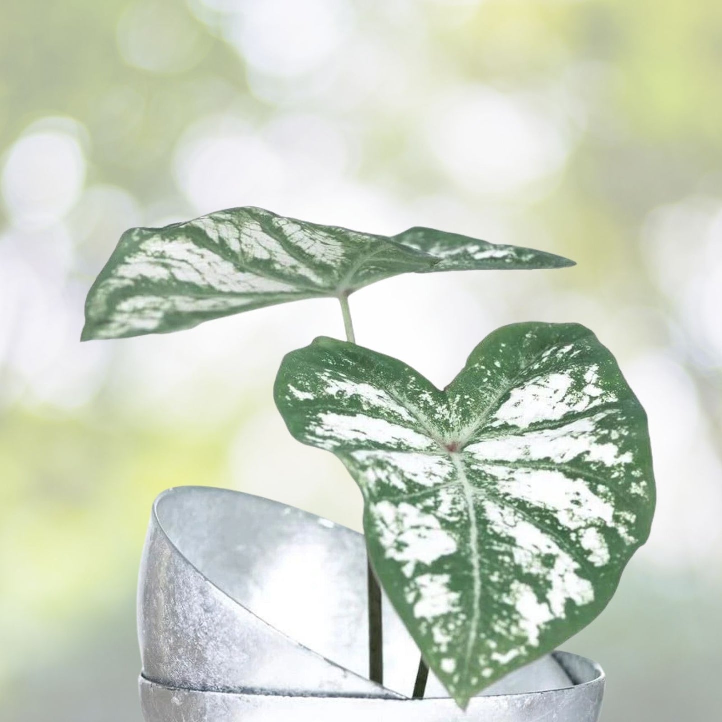 Caladium Bulbs - 6 White Majesty - Perennial Elephant Ears - Caladium bicolor