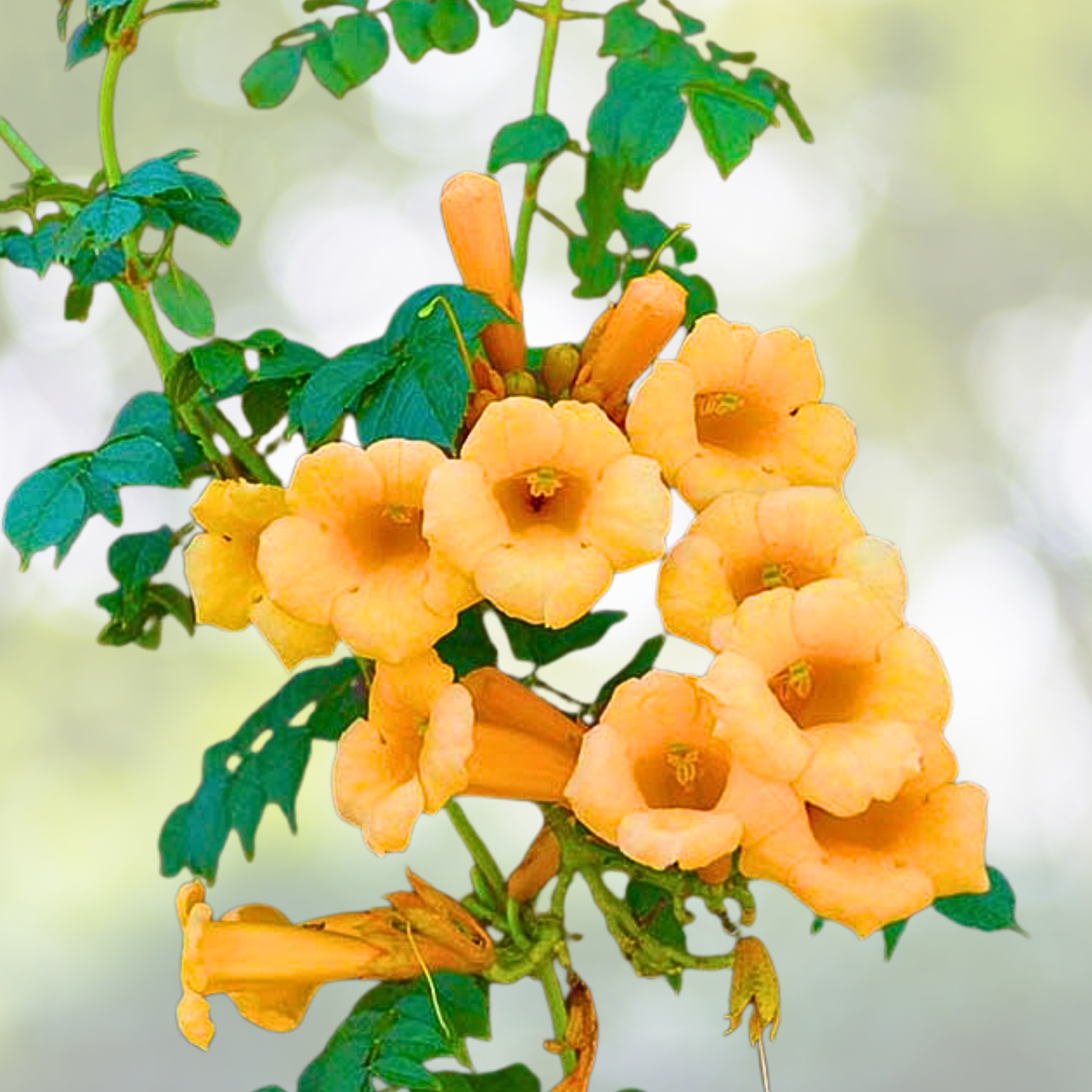 Trumpet Creeper Starter Plant - Campsis radicans 'Flava' - Yellow Blooms - Fast-Growing Climbing Vine for Gardens