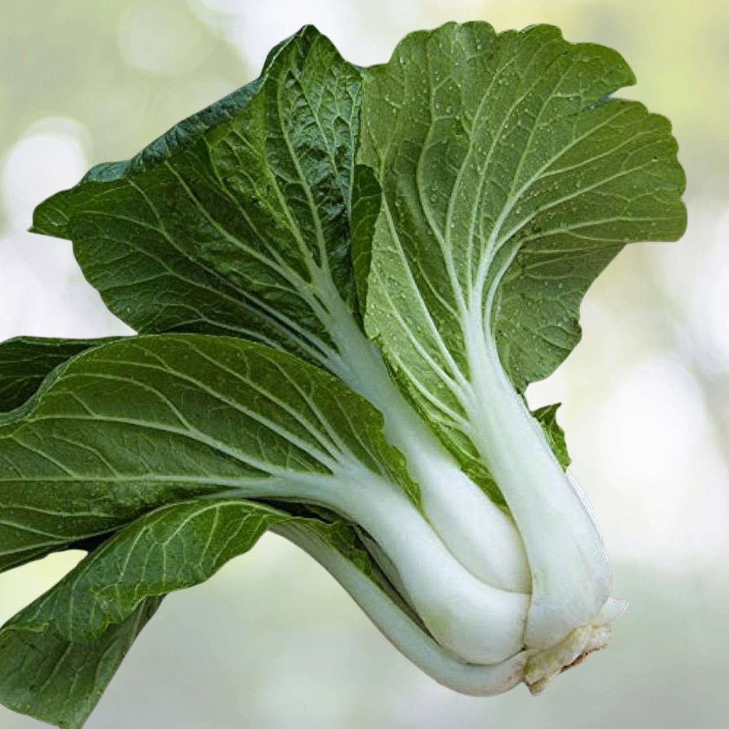 Chinese Cabbage Seeds - 500+ Pak Choi Kuai Cai Fast Growing (Brassica rapa) - USA Grown Vegetable Seeds
