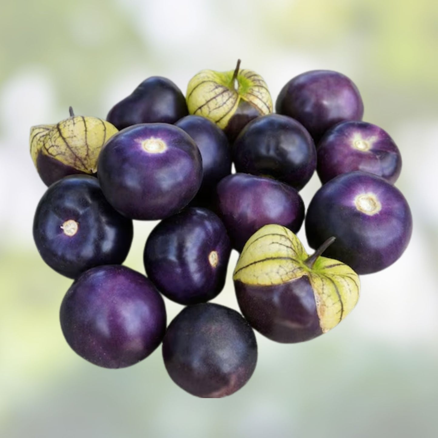 Purple Coban Tomatillo Seeds – 100 Exotic Physalis ixocarpa Seeds for Home Gardening and Unique Plant Varieties