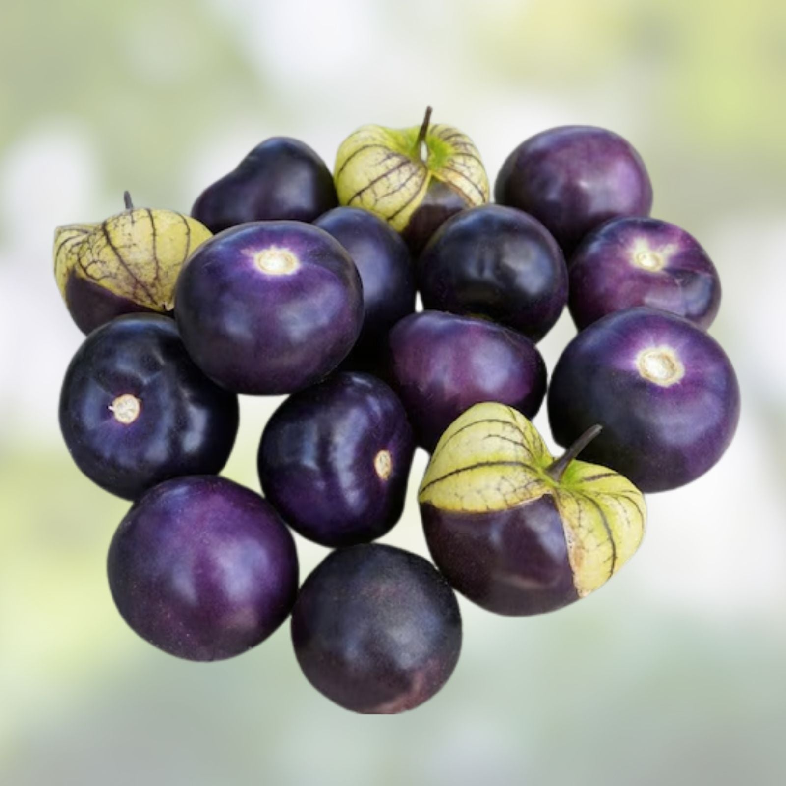 Purple Coban Tomatillo Seeds – 100 Exotic Physalis ixocarpa Seeds for Home Gardening and Unique Plant Varieties