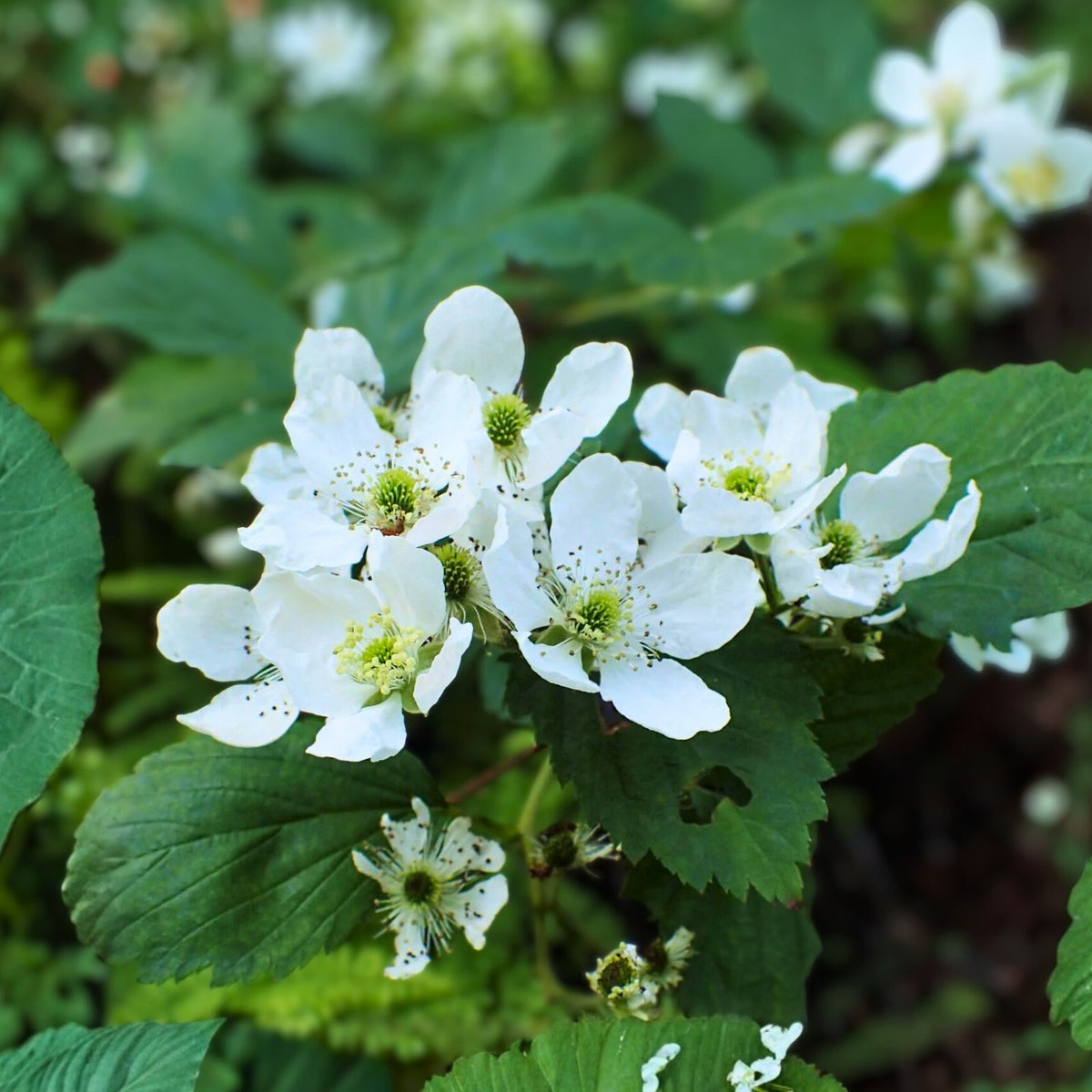 Allegheny Wild Blackberry Plants - Live Perennial Edible Transplants (5 Pack) - Rubus allegheniensis - Organic & Pesticide Free
