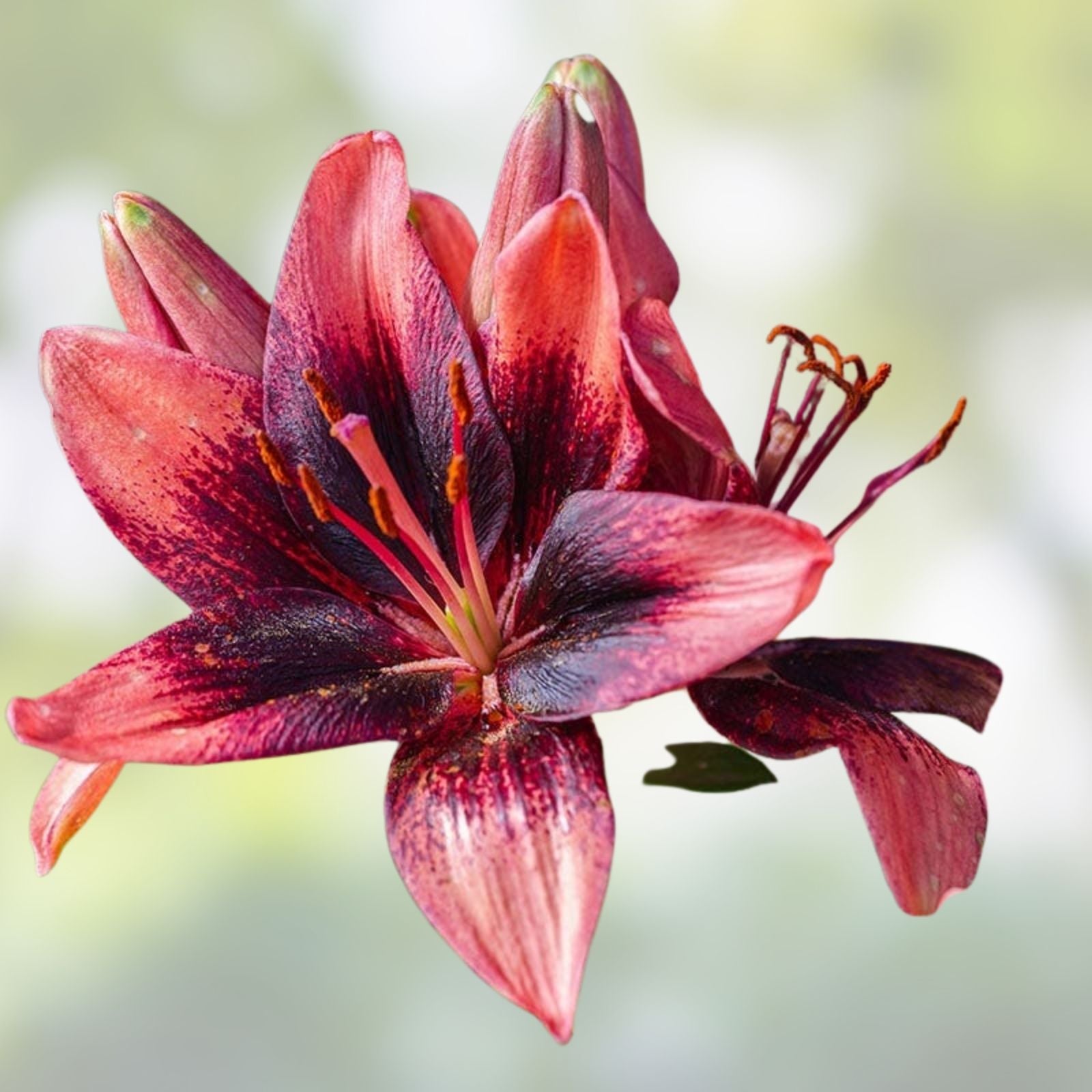 Large Asiatic Lily Bulb Pink Purple Blooms | Lilium 'Purple Dream' Deer Resistant Cut Flowers Zones 3-8
