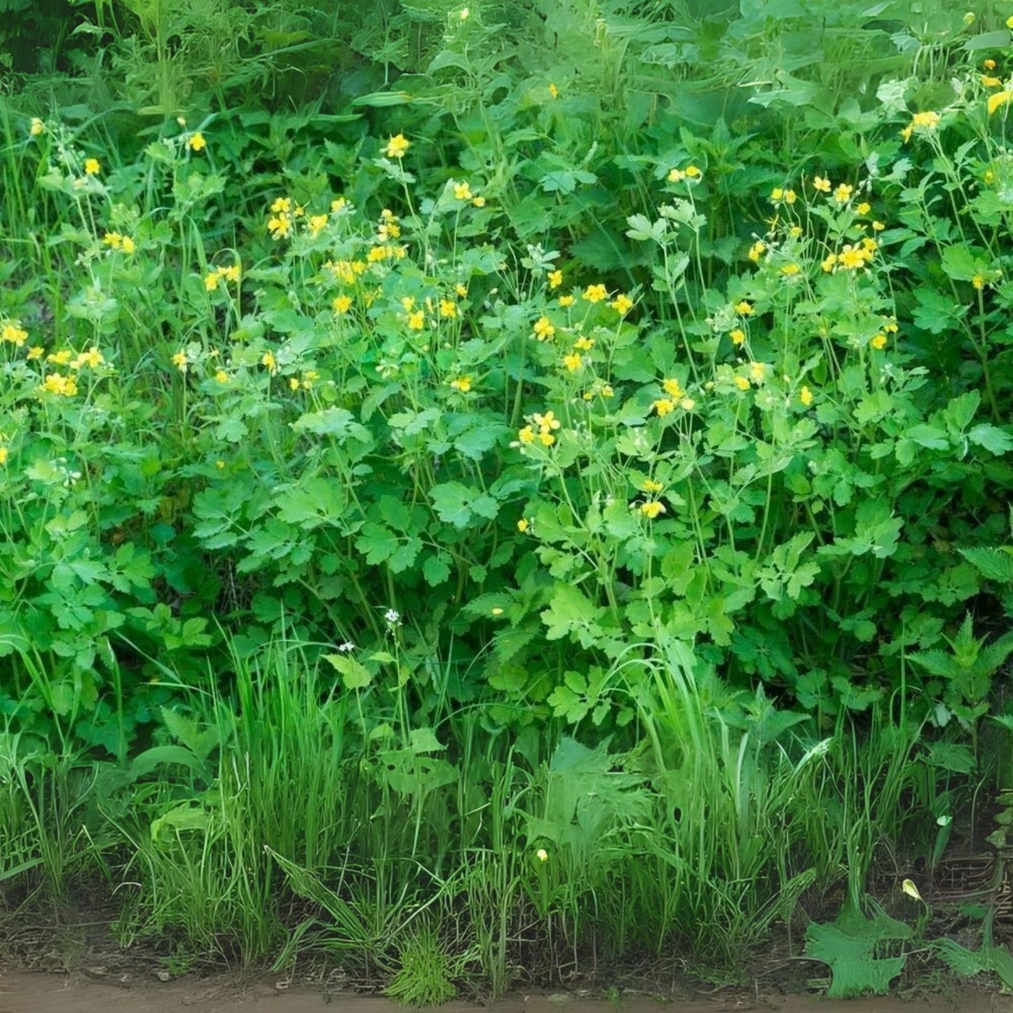 Swallowort Herb Seeds - 100 Pack - Chelidonium majus - Perennial Medicinal Plant for Garden and Herbal Use