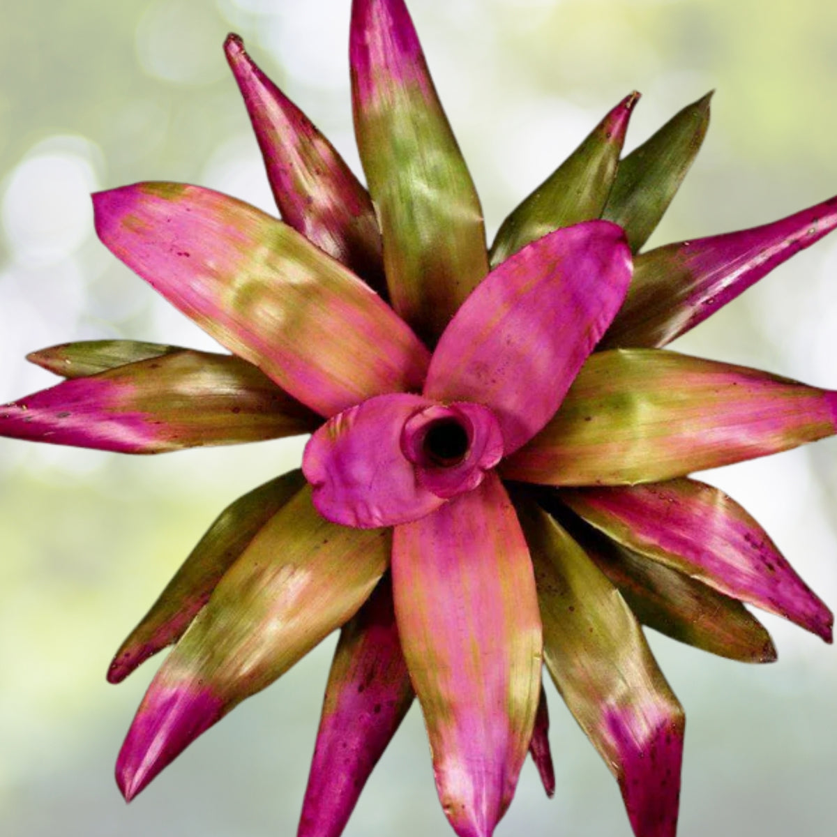 Bromeliad Plant 6" Neoregelia Sandy Pink Coral Variety - Tropical Indoor Accent, Neoregelia ‘Sandy’