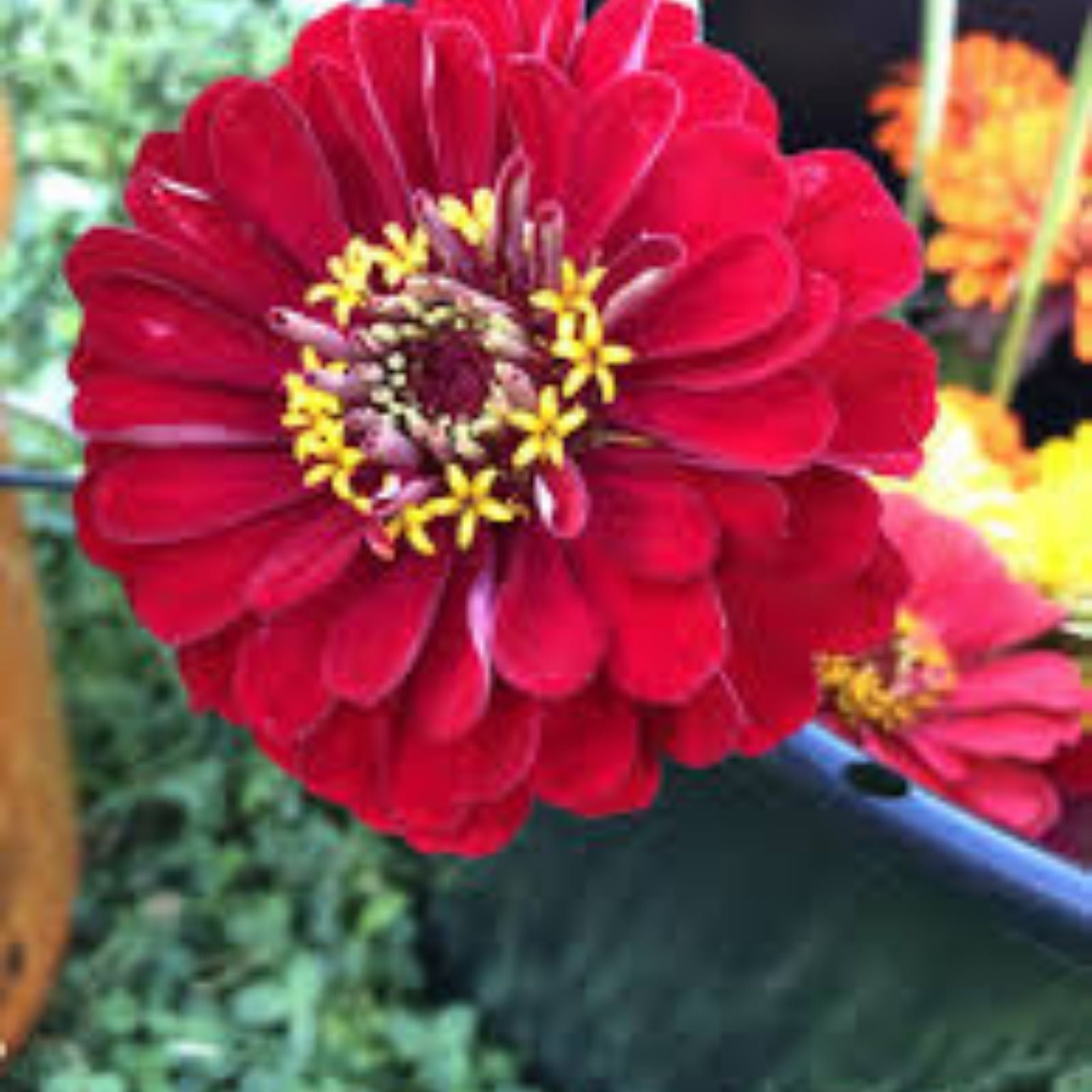 Merlot Zinnia Mix Seeds - 100 Organic Flower Seeds - Zinnia elegans - USA Grown, Free Shipping