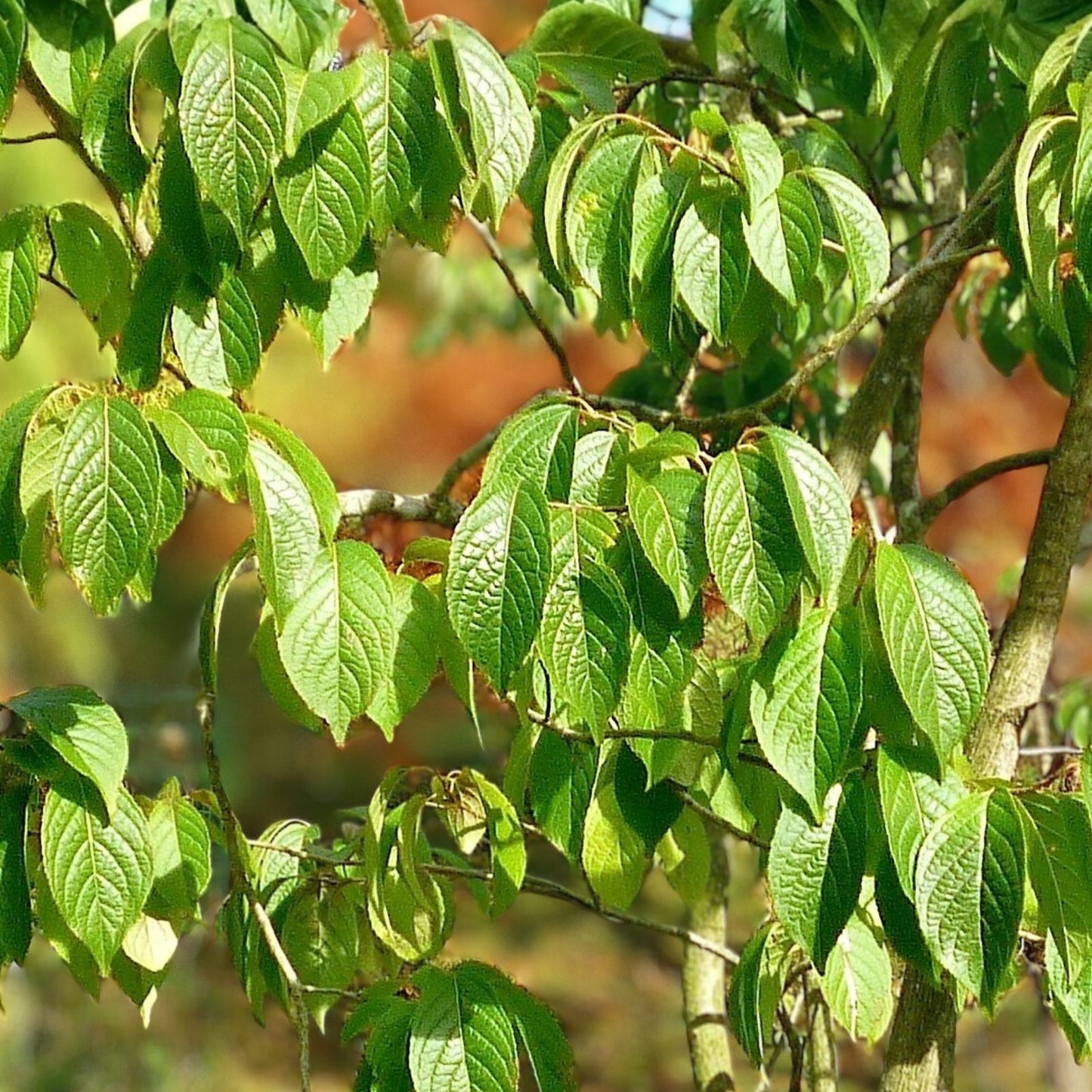 Hardy Rubber Tree Seeds 20 Pack Eucommia ulmoides for Planting, Drought Tolerant, Medicinal, Ornamental Gardening