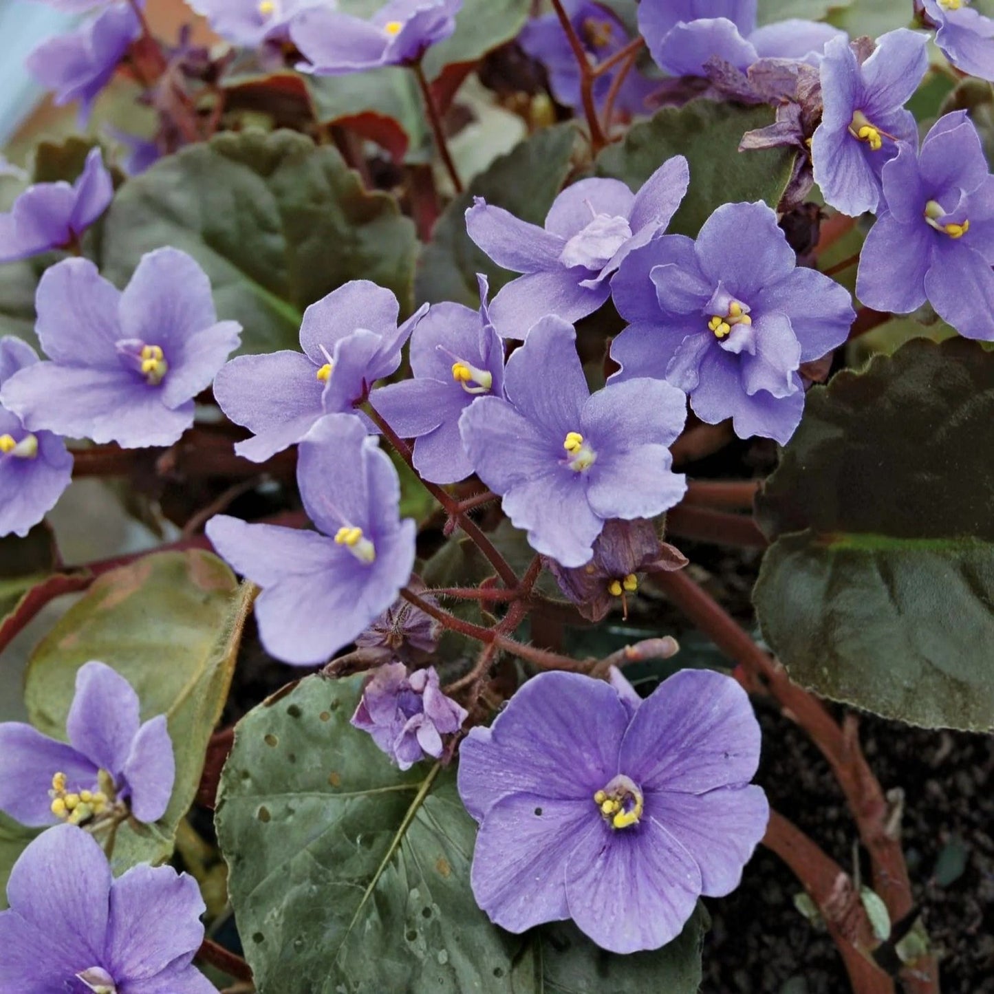 African Violet Cuttings - 2 Unrooted LE Zoryane Syajvo Leaves for Indoor Plant Propagation - Gesneriaceae