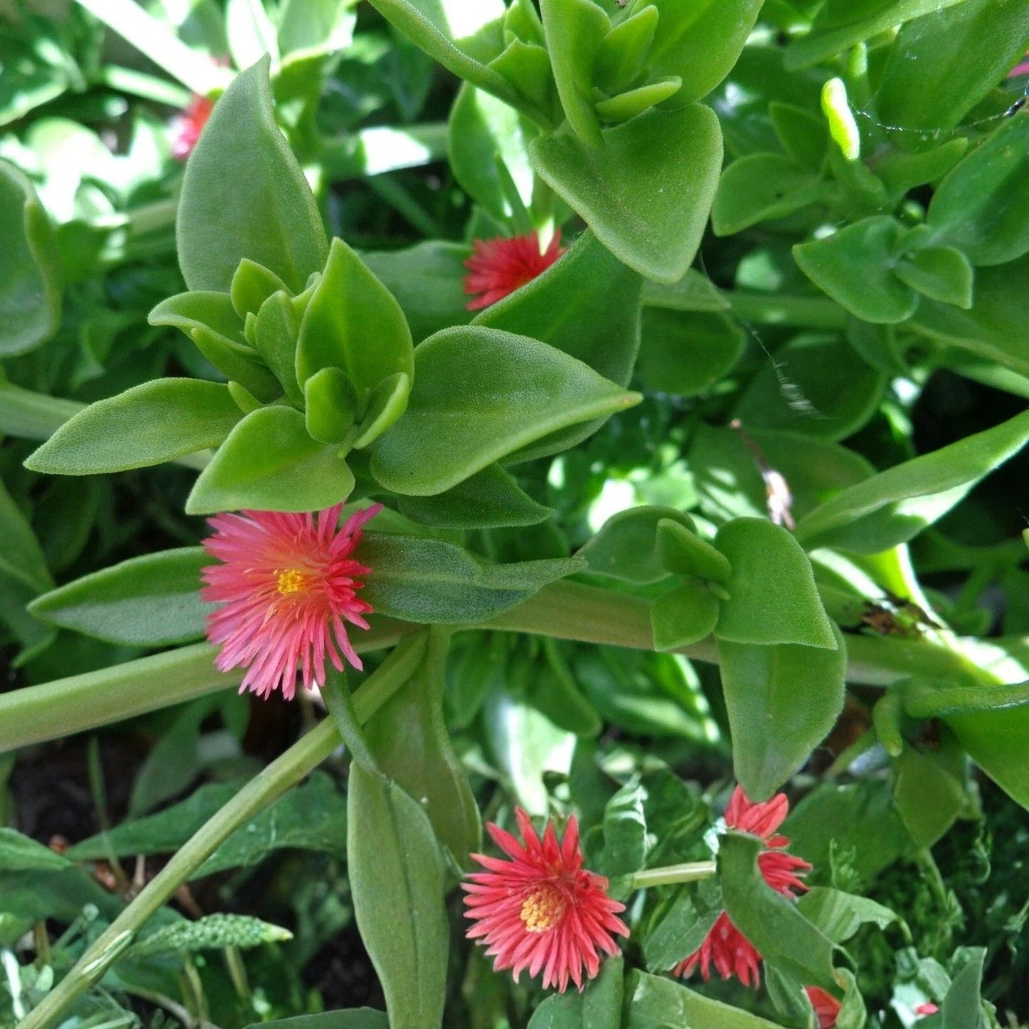 Aptenia cordifolia 'Red/Pink Apple Ice Plant' Succulent Cuttings, Baby Sun Rose, 4-7 inches, Home Garden, Pink/Red Varieties