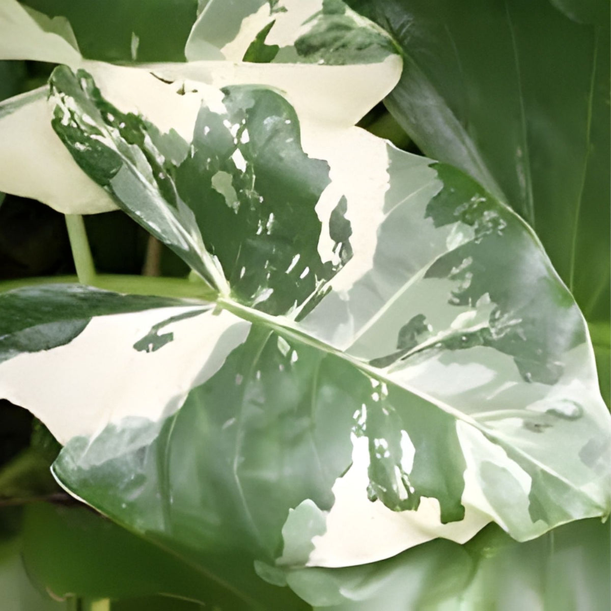 Variegated Taro Alocasia Macrorrhiza Variegata 3 Gallon Plant - Variegated Giant Taro ...