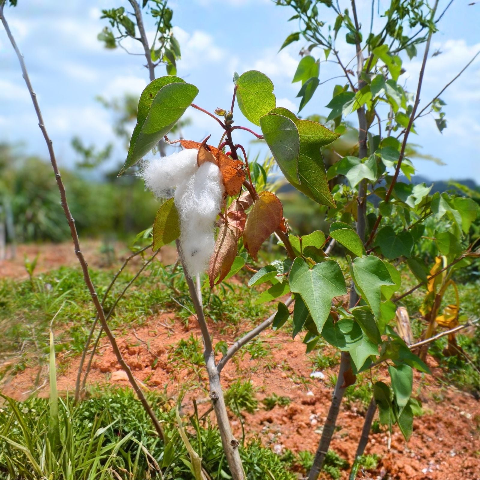 12 White Cotton Seeds - Puerto Rico Variety - Gossypium hirsutum - Fresh Easy to Grow Garden Seeds