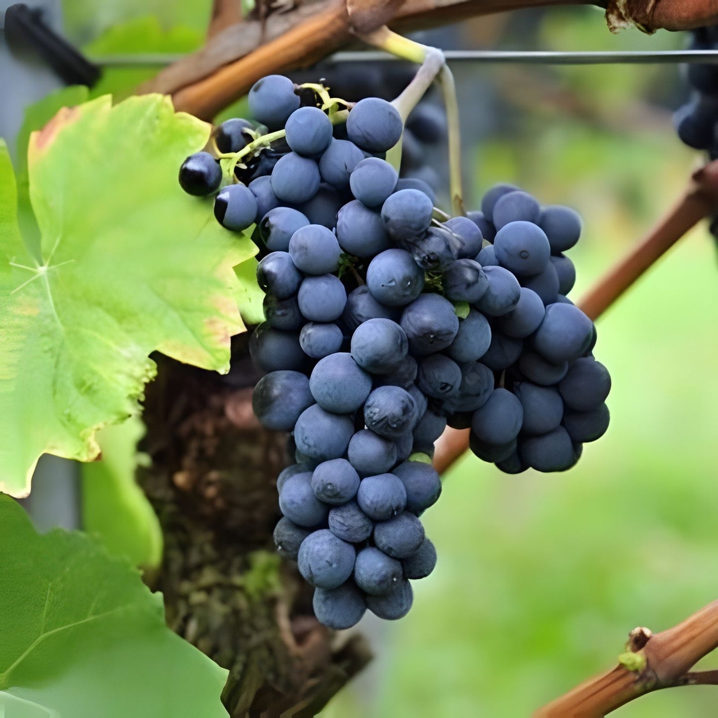 Pinot Noir Grape Live Plant Tree 8-18" Vitis vinifera, Fruit Bearing, Wine Grape Plant