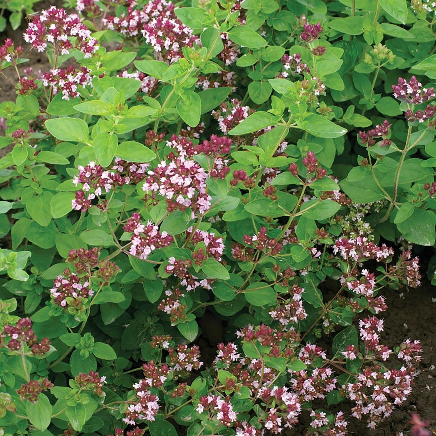 Oregano Seeds 500 Pack Greek Variety Culinary Herb for Garden Planting Origanum vulgare var. hirtum
