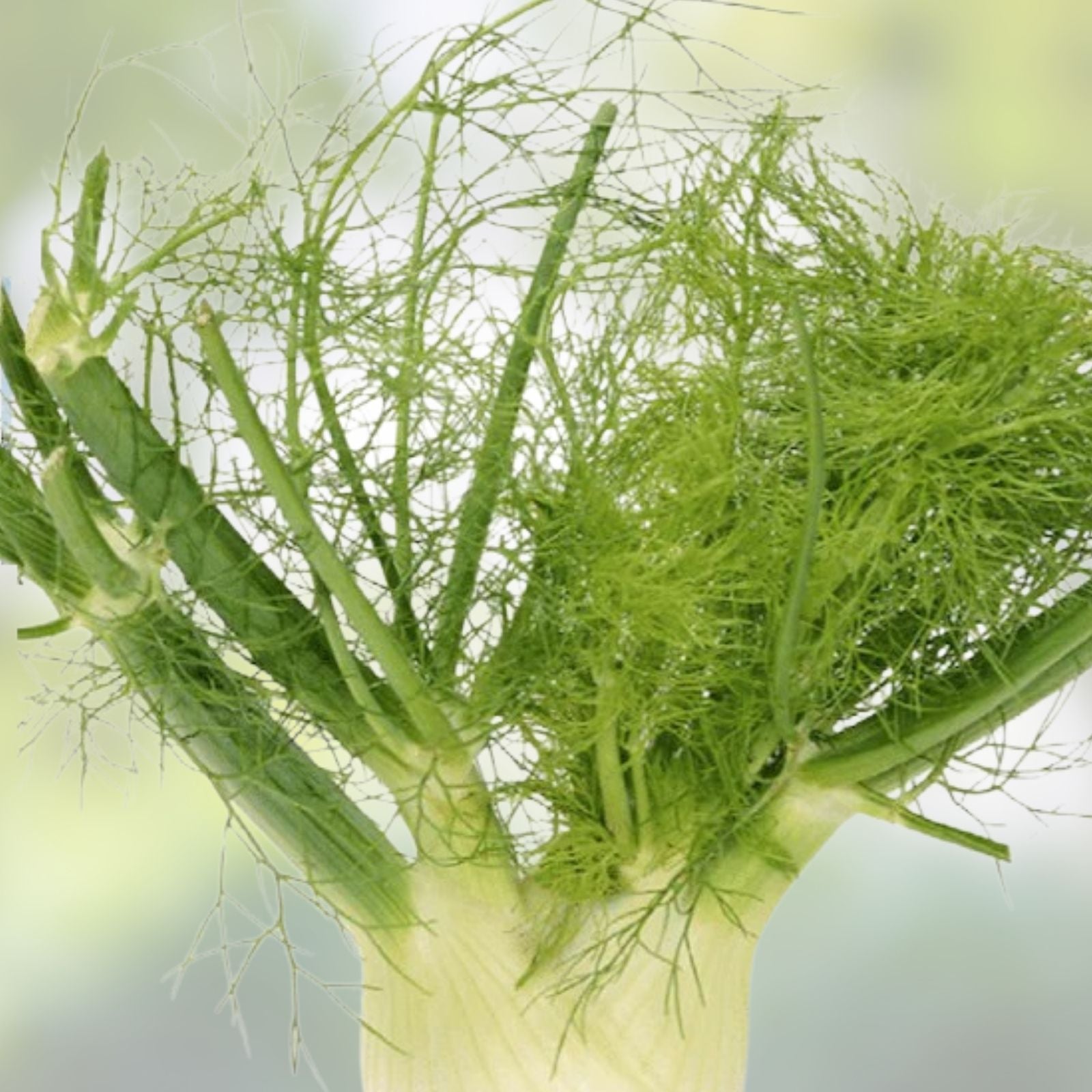 Carrot Seeds Danvers Half Long Heirloom Non-GMO 20+ Seeds Daucus carota Vegetable Gardening