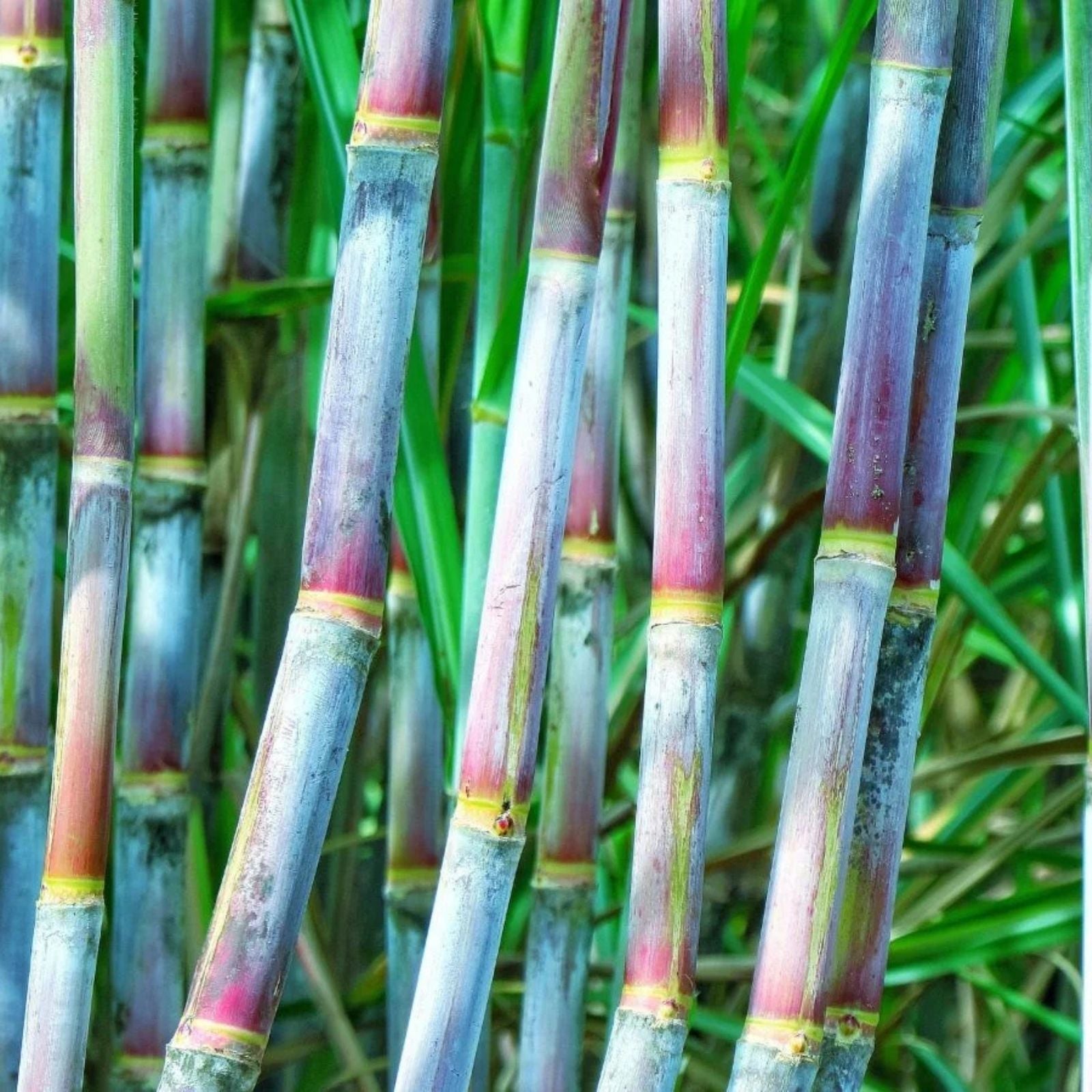 Live Sugarcane Plant Cuttings – 2 Organic Purple Saccharum officinarum Plantlets for Gardening and Propagation