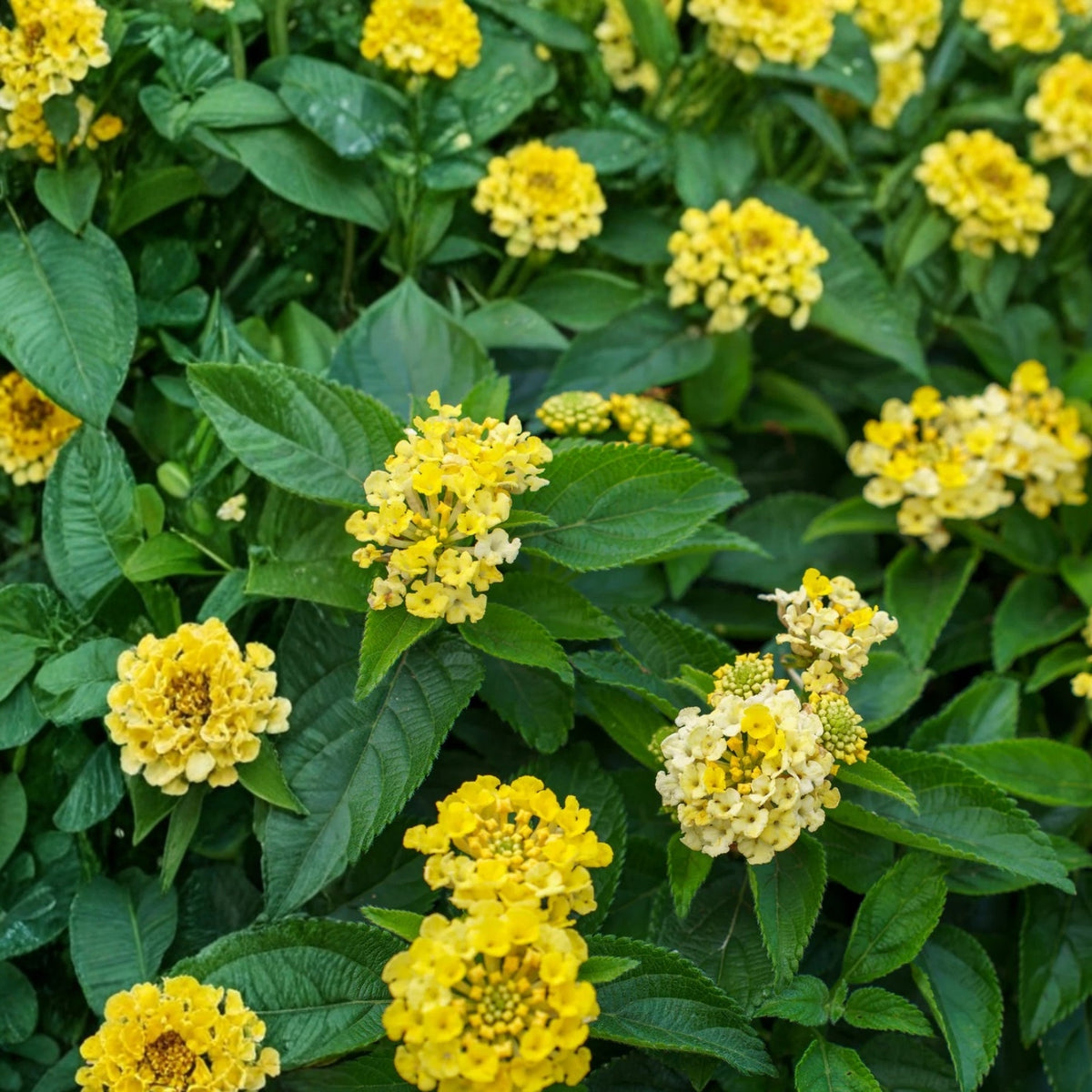 Lantana Plants 6 in Pot - Colorful Peach and Yellow - Lantana camara - Hardy Ornamental Shrubs for Vibrant Gardens