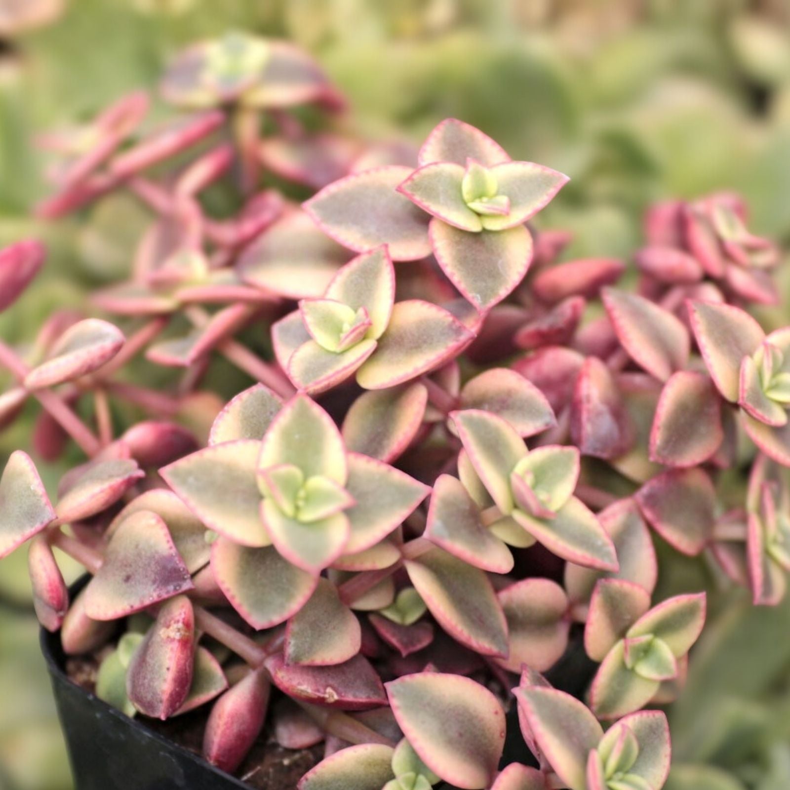 Crassula pellucida subsp. marginalis 'Variegata' Calico Kitten Succulent Cuttings, Variegated Jade Plant, Easy Care Indoor Plant