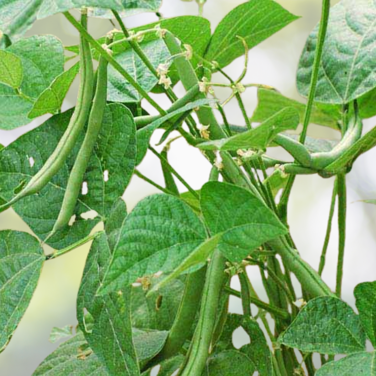 Organic Bush Bean Seeds - 50pcs Non-GMO Heirloom Green Vegetable for Gardens - Phaseolus vulgaris
