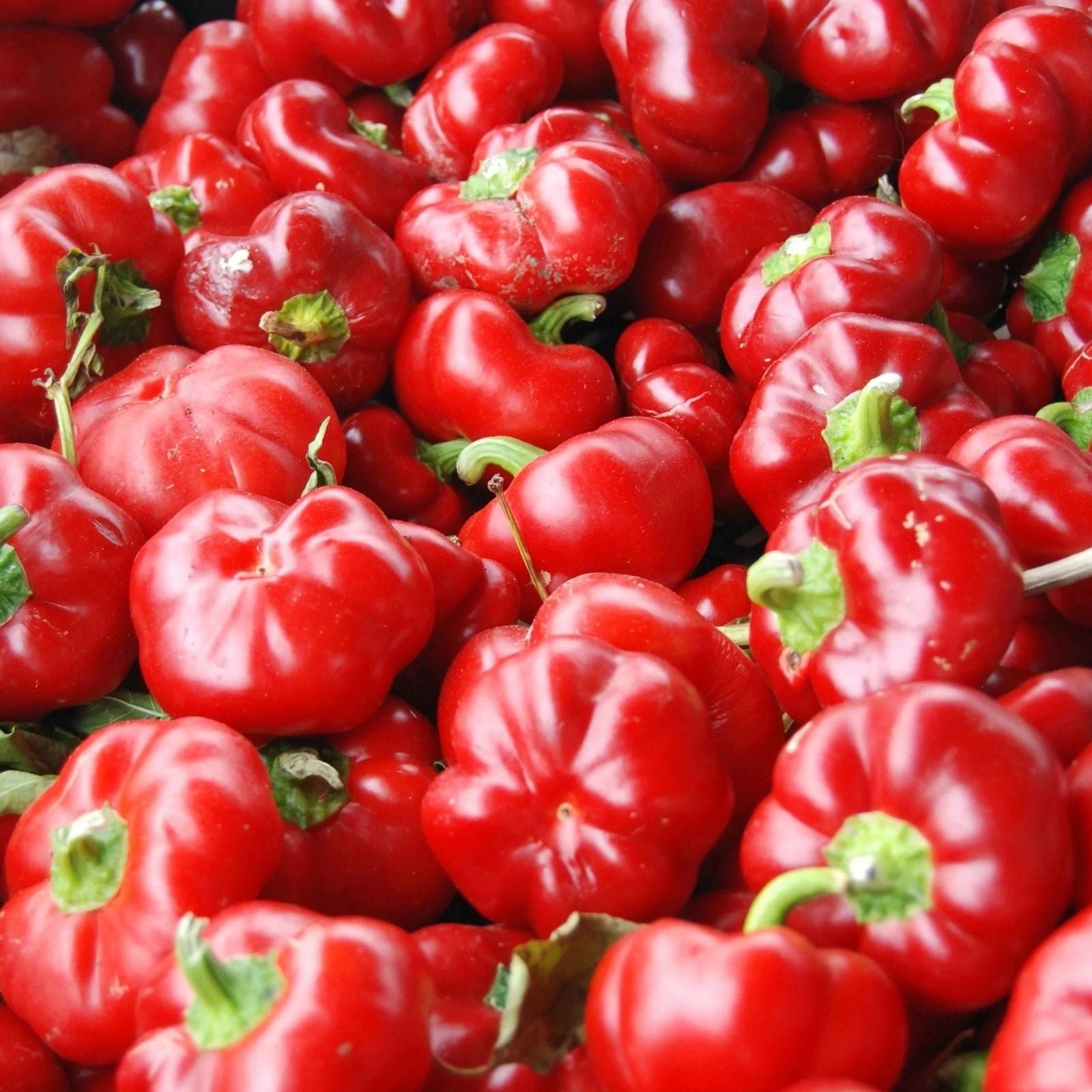 Red Pimento Pepper Seeds 500 Count – Capsicum annuum Sweet Heirloom Variety for Garden Planting